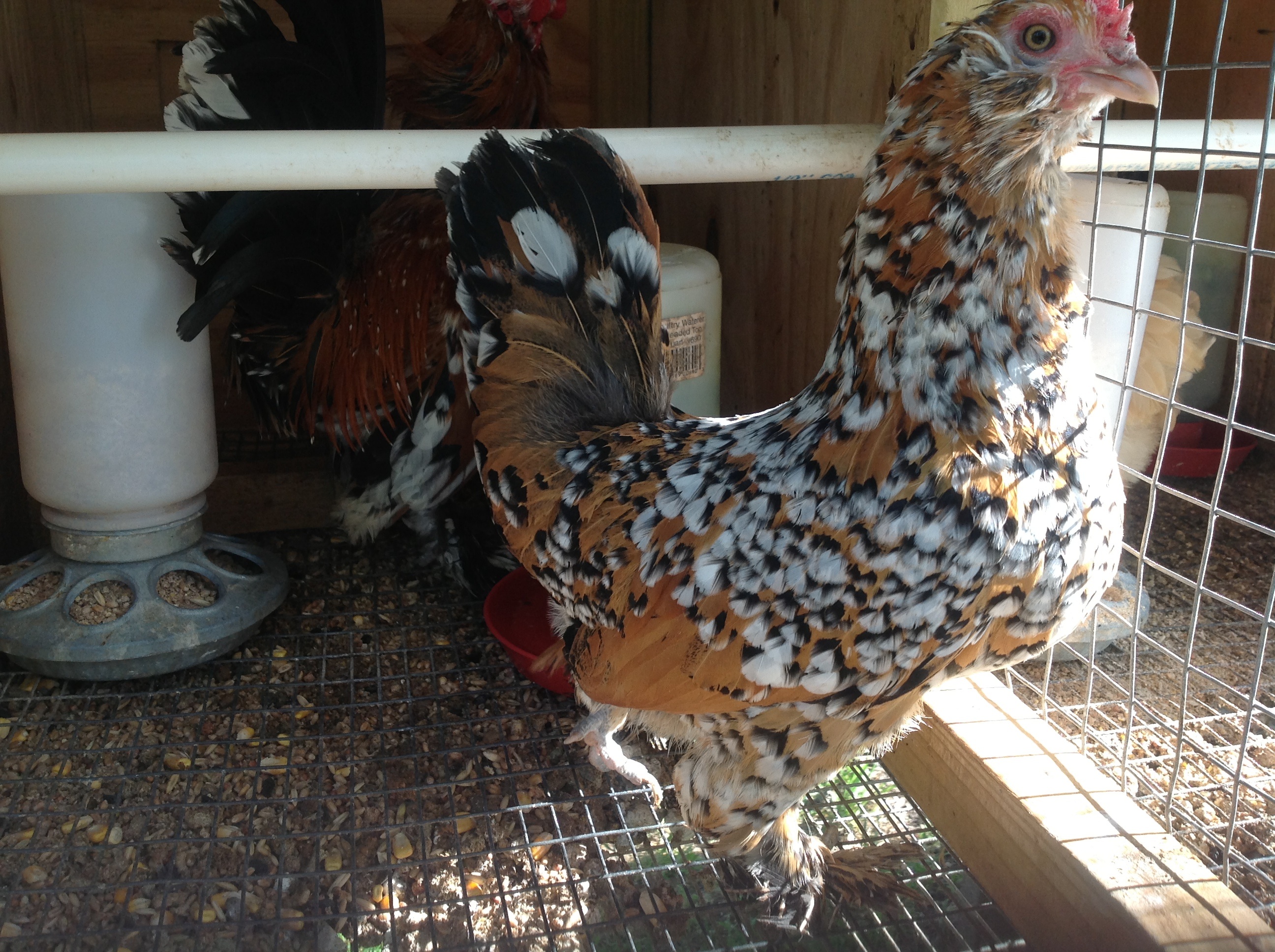 Millie fleur hen, rooster in the back ground