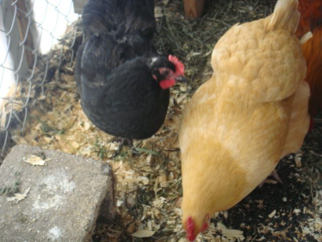 MILLIE, GIDGET, & BOSS
