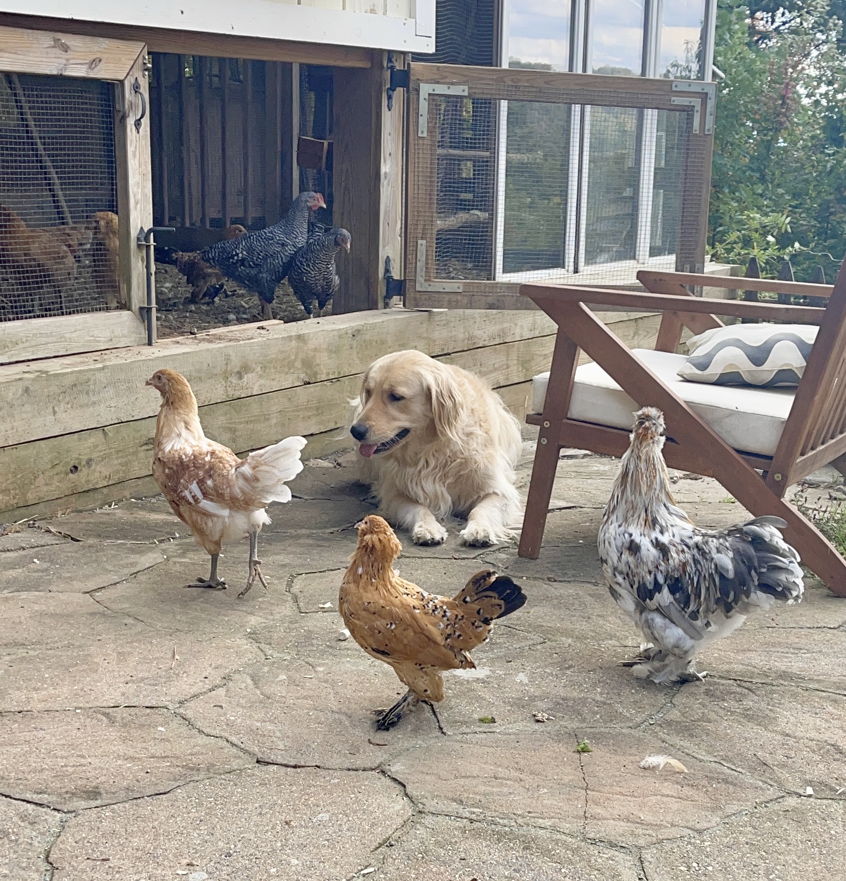 Millie hanging with the girls