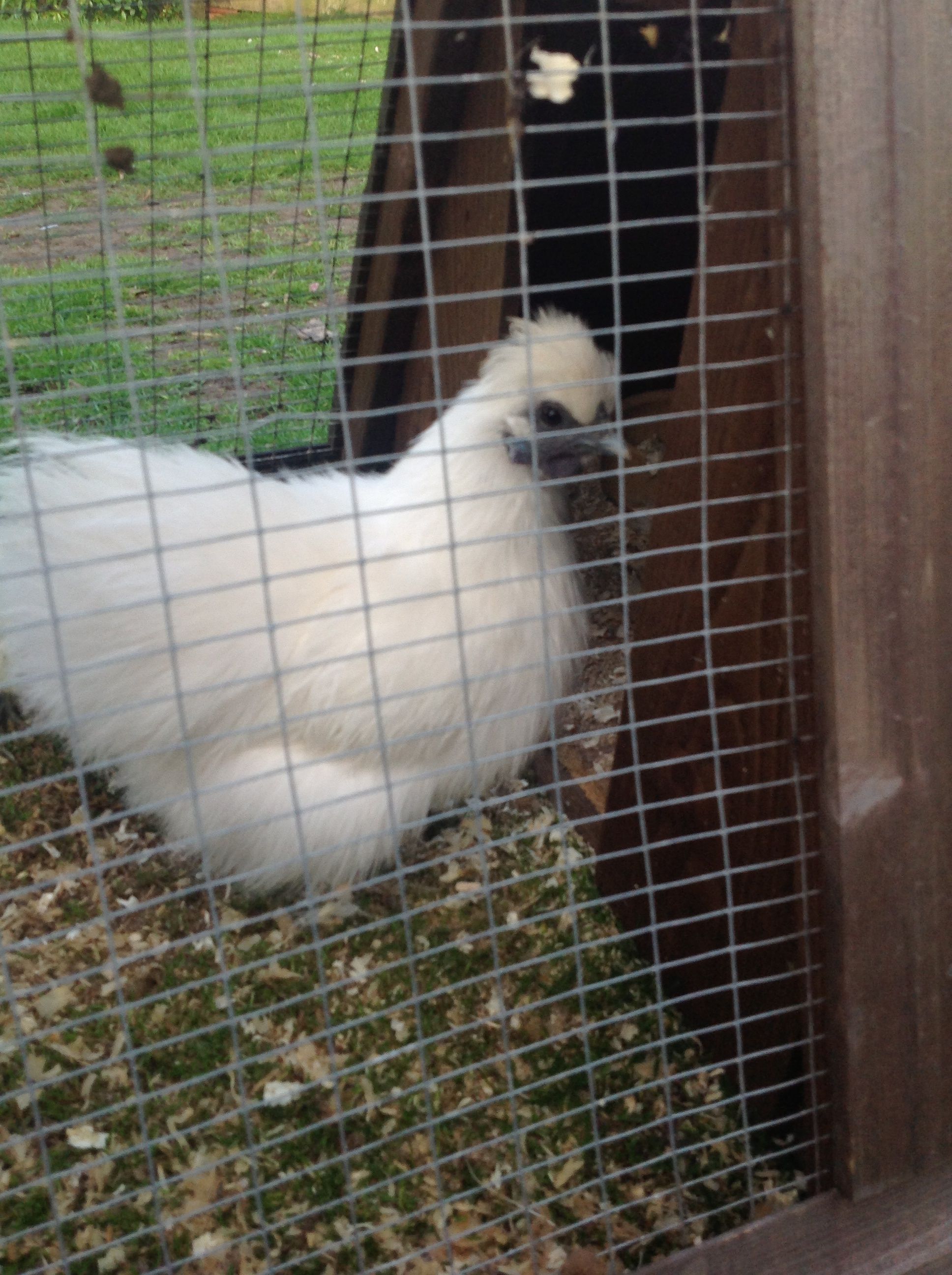 Millie my silkie bantam