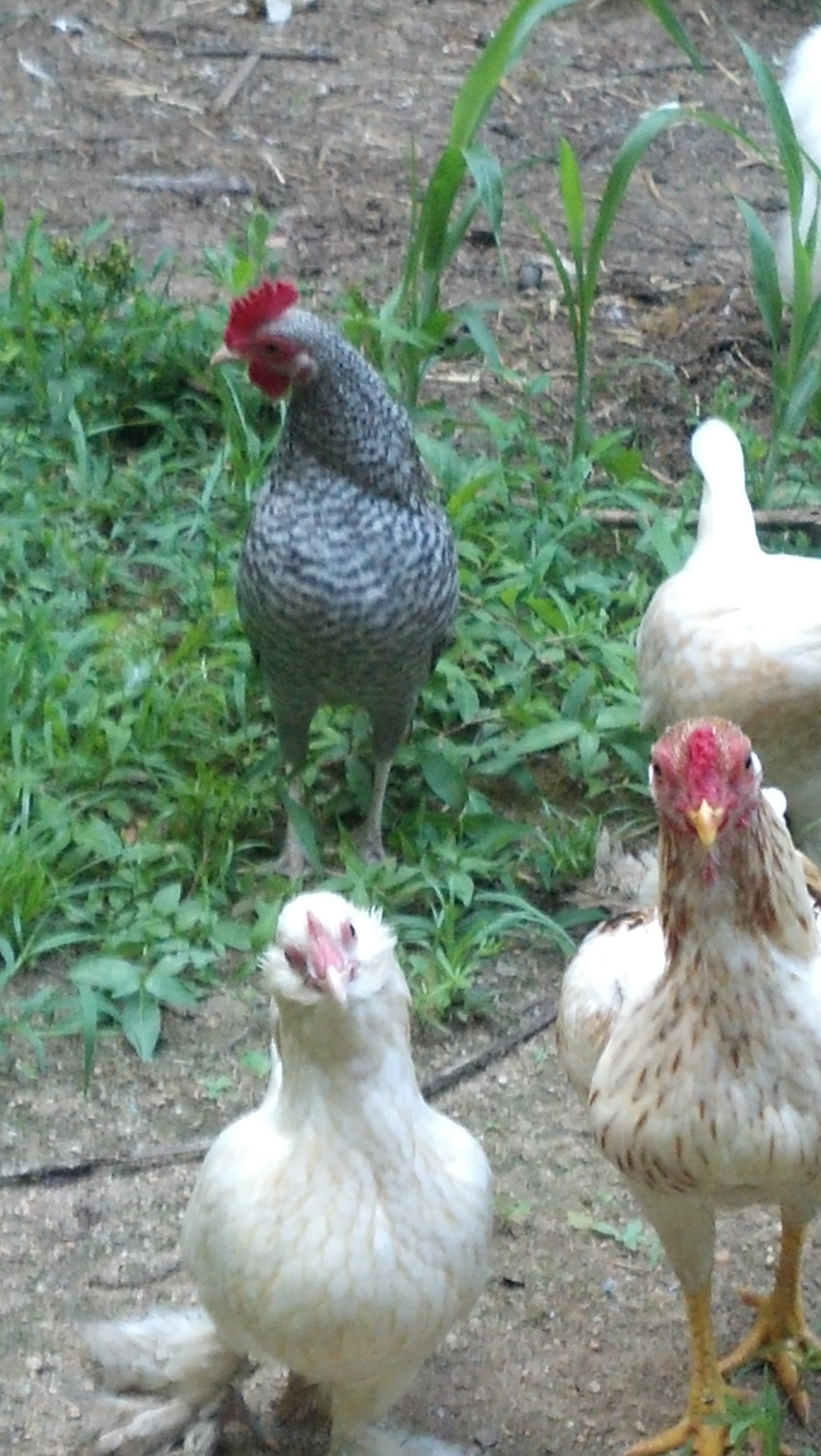 Millie,  Sasquatch,  Blue,  Willie