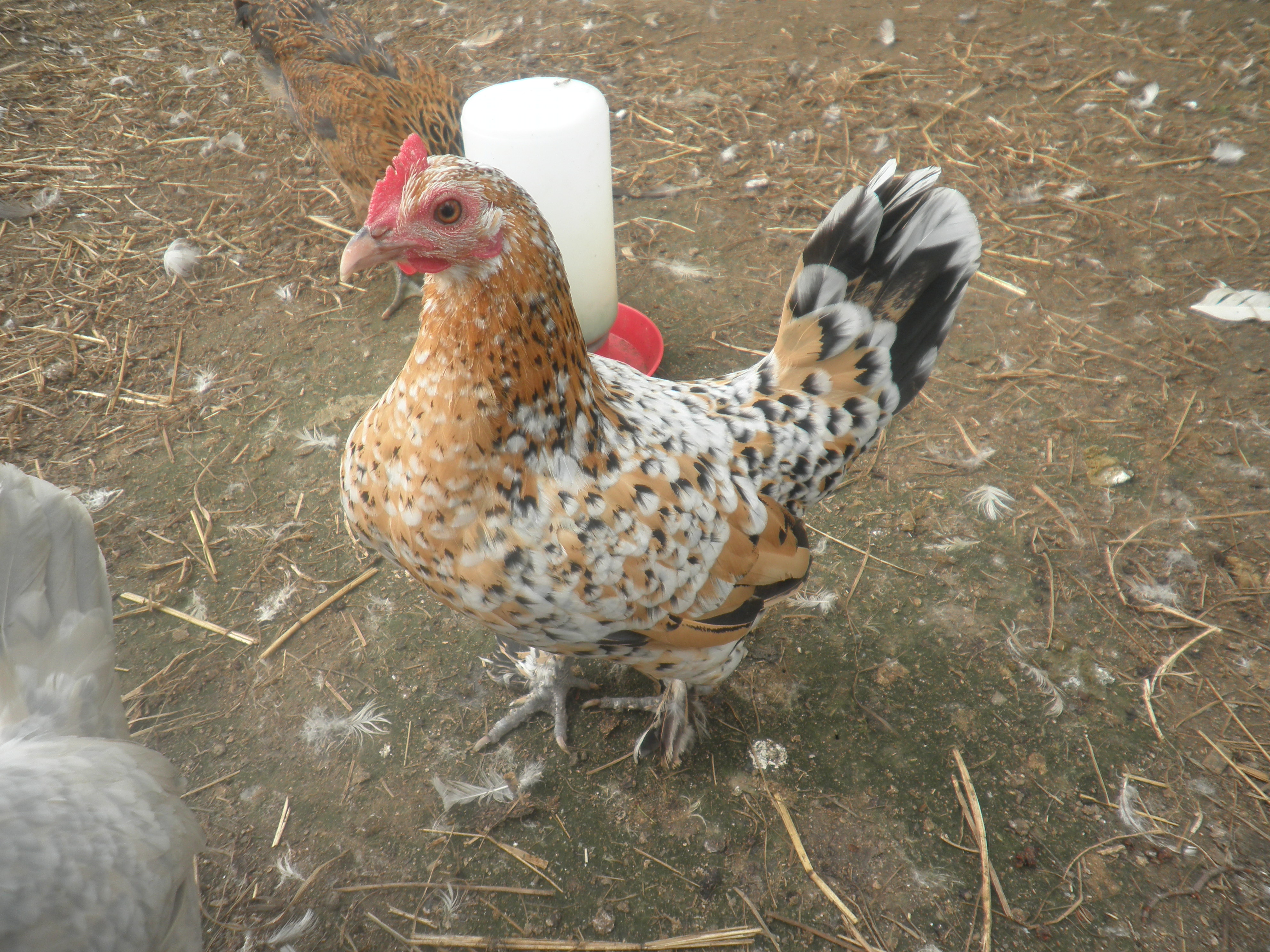 Millie the mille fleur Booted bantam