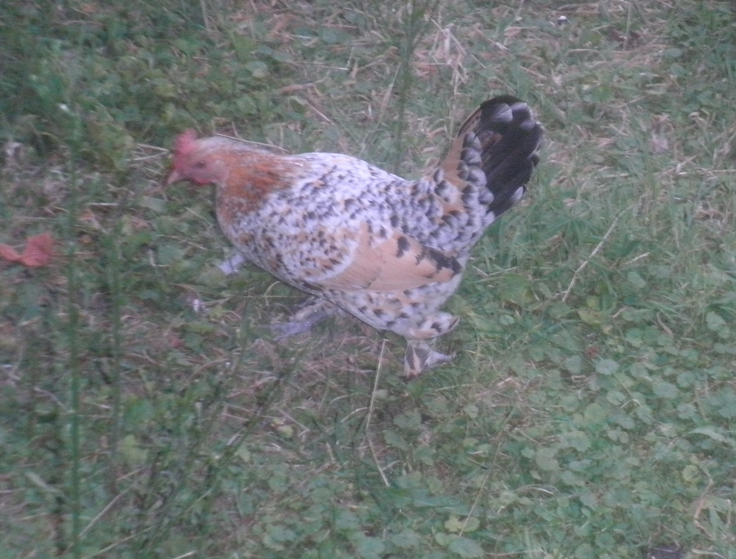 Millie the mille fleur Booted bantam