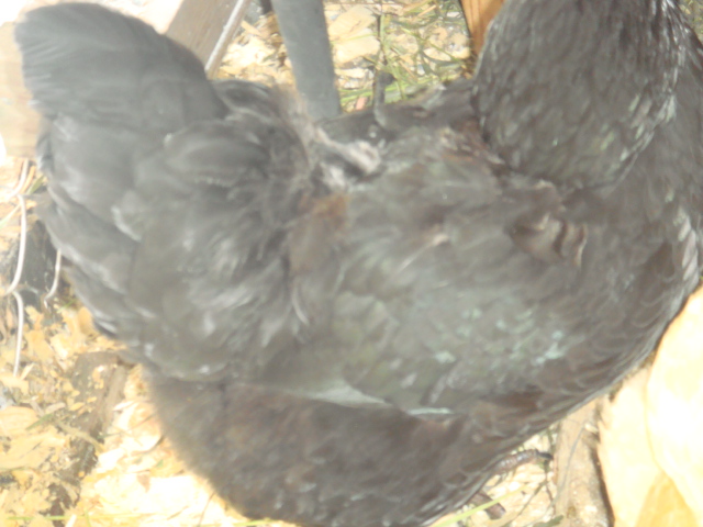 MILLIES'  PECKED BACK