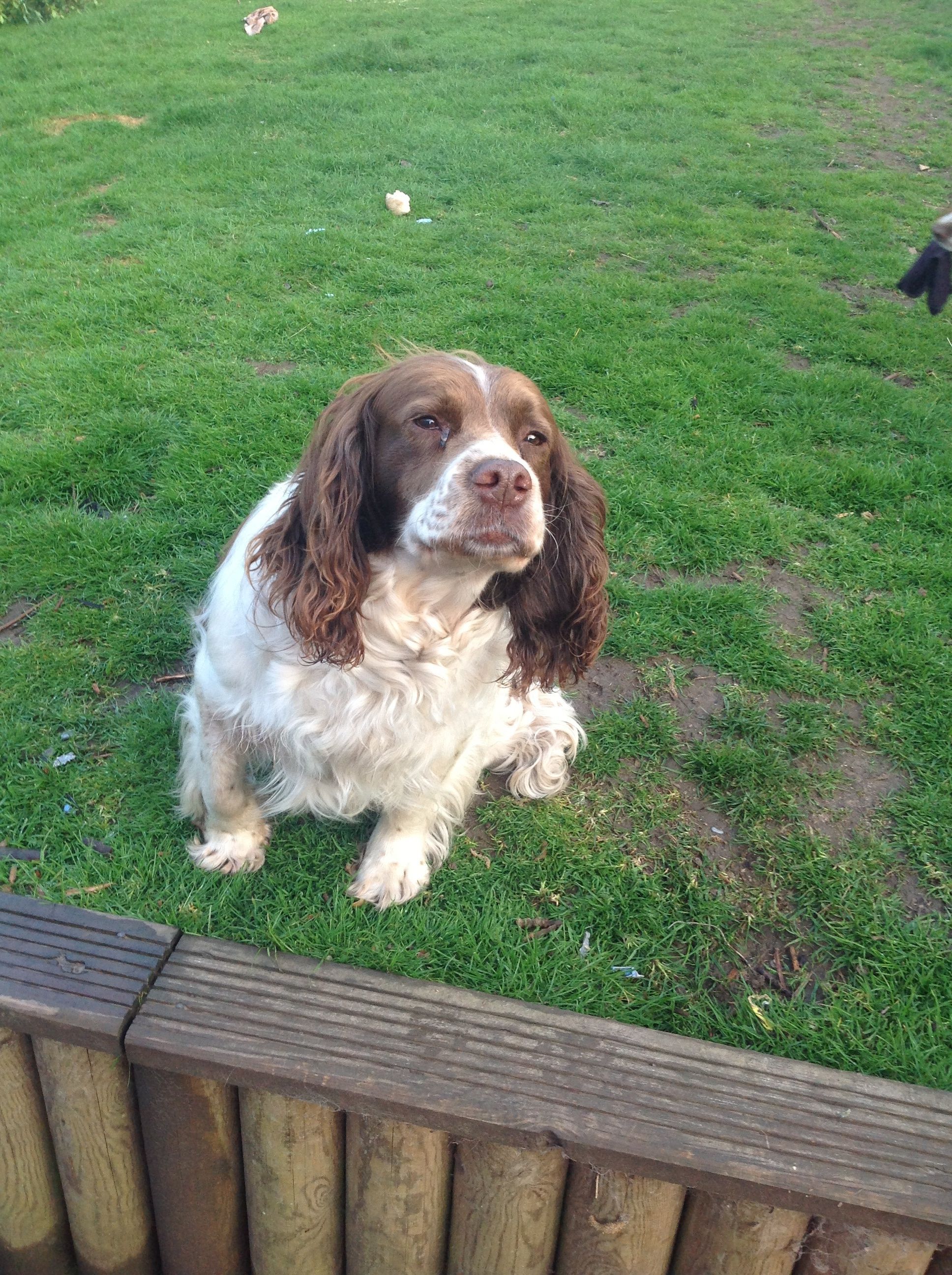 Milly and Cookie down below my Lovely Old Springer Spaniels