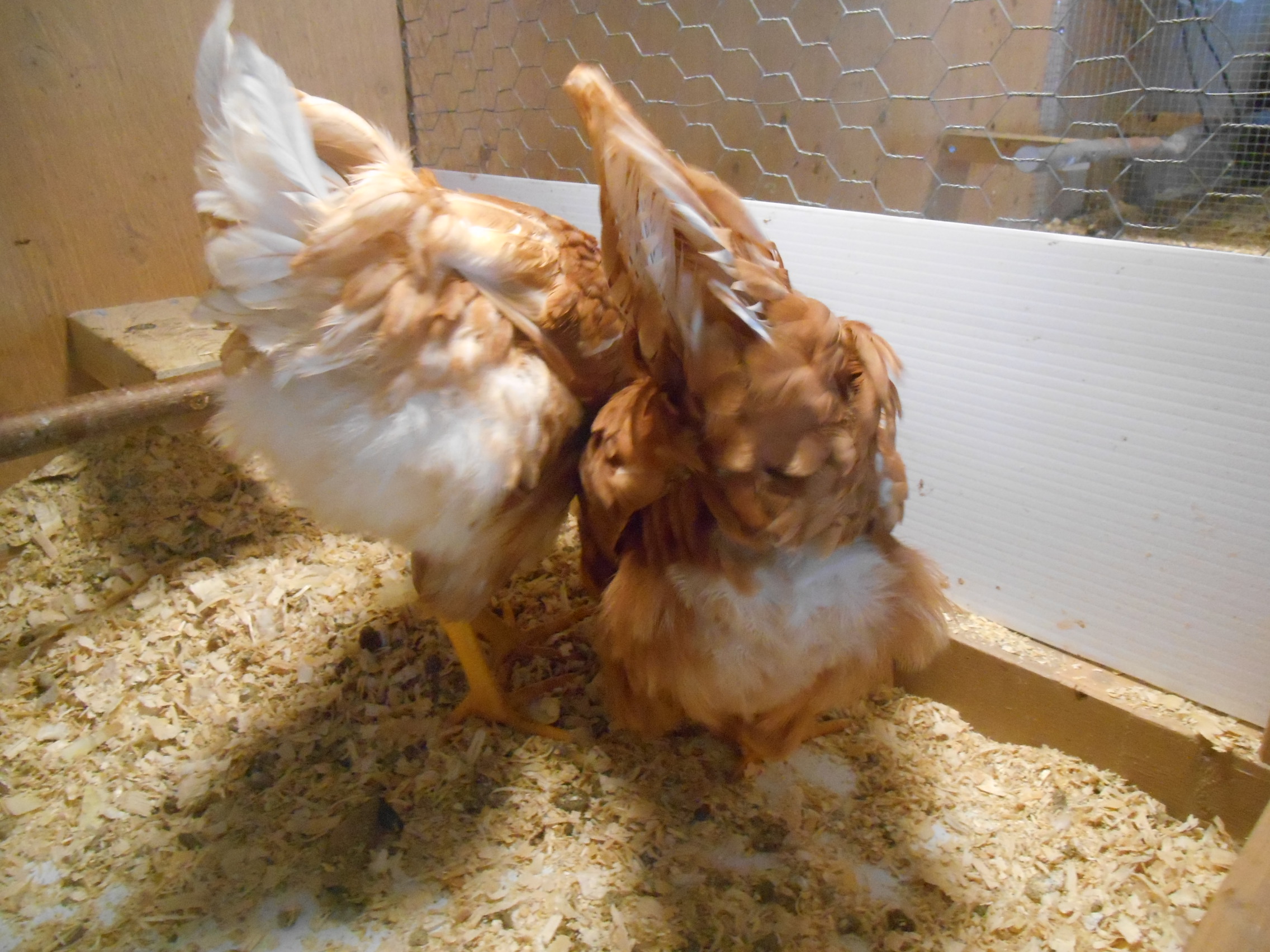 Milly & Daisy eating!