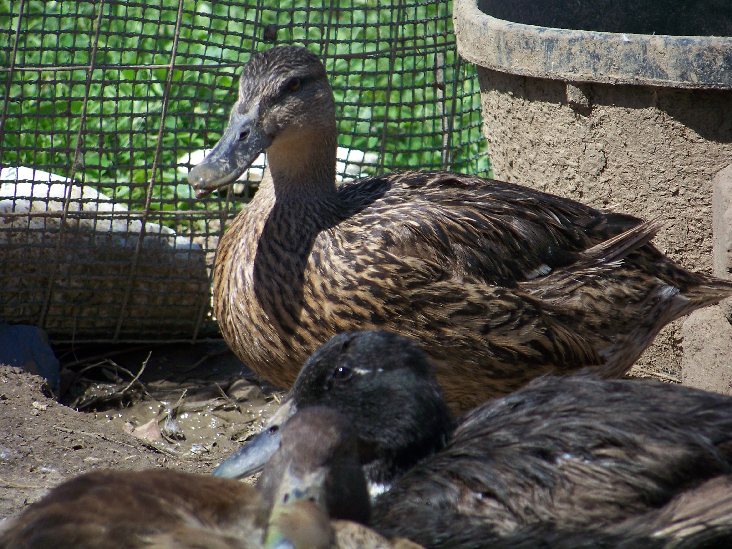 "Milly" - Mallard hen. Super skittish (as Mallards are..). I usually end up with a face full of mud when I have to go after this gal. Goliath and Puddle in front.