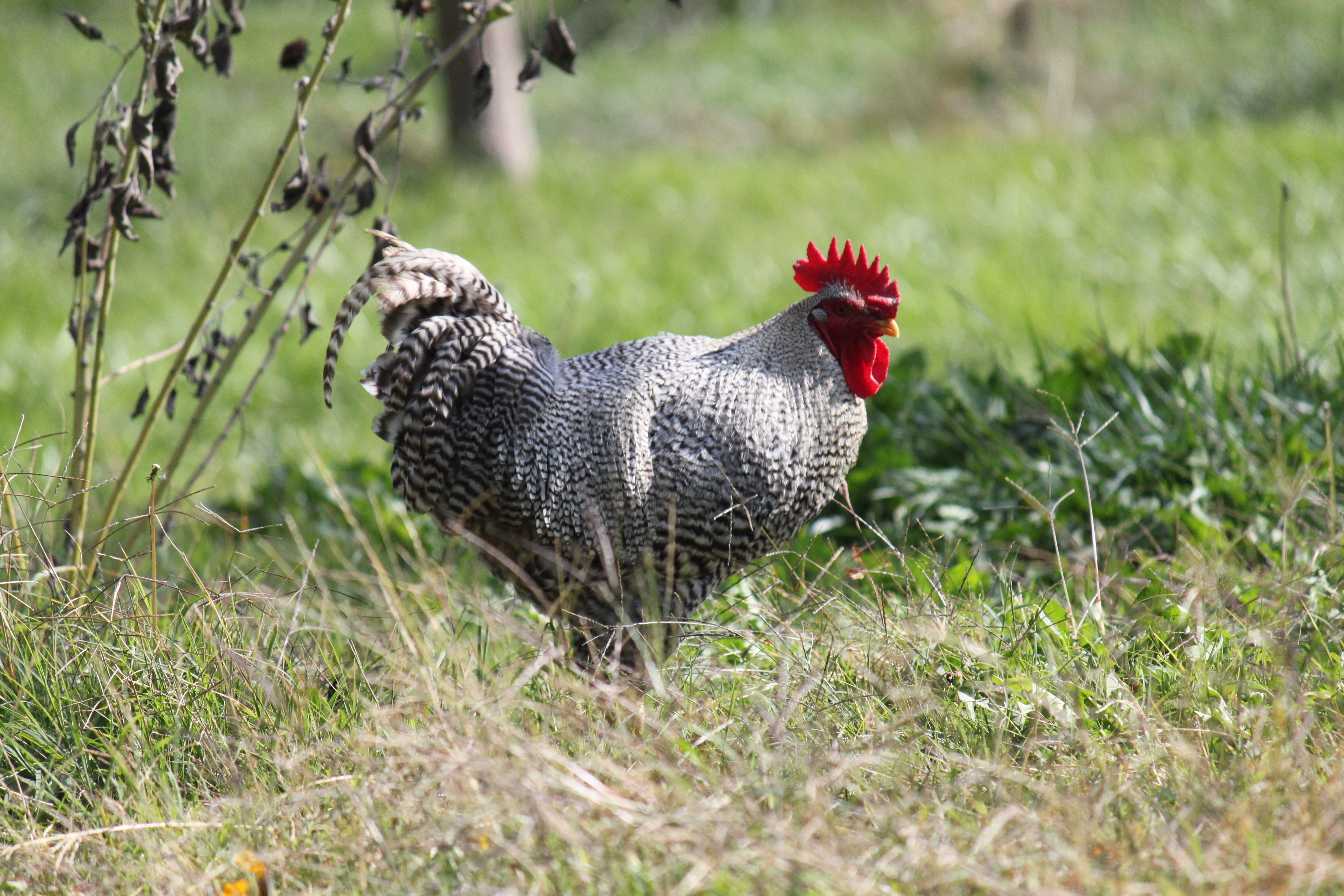 Milton the buttface.