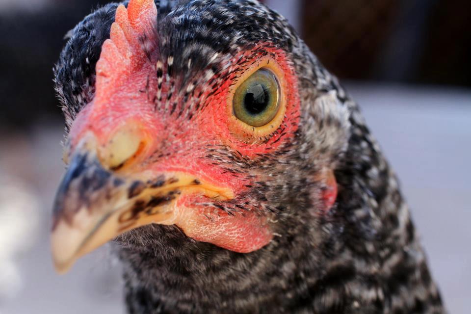 Mimi holding still for just a moment.