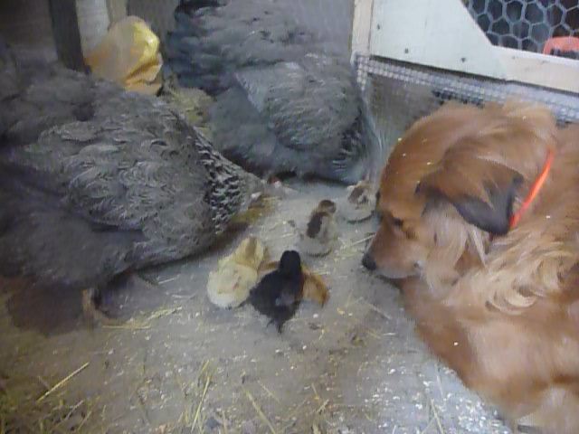 Mindy getting her chick fix