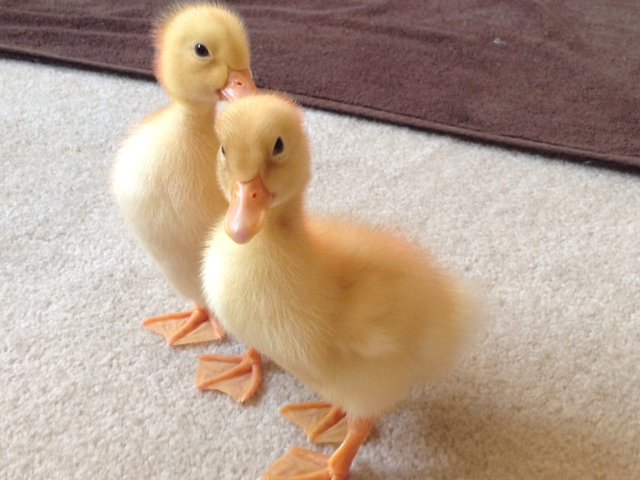 Ming Ming and Daisy Pekin ducklings