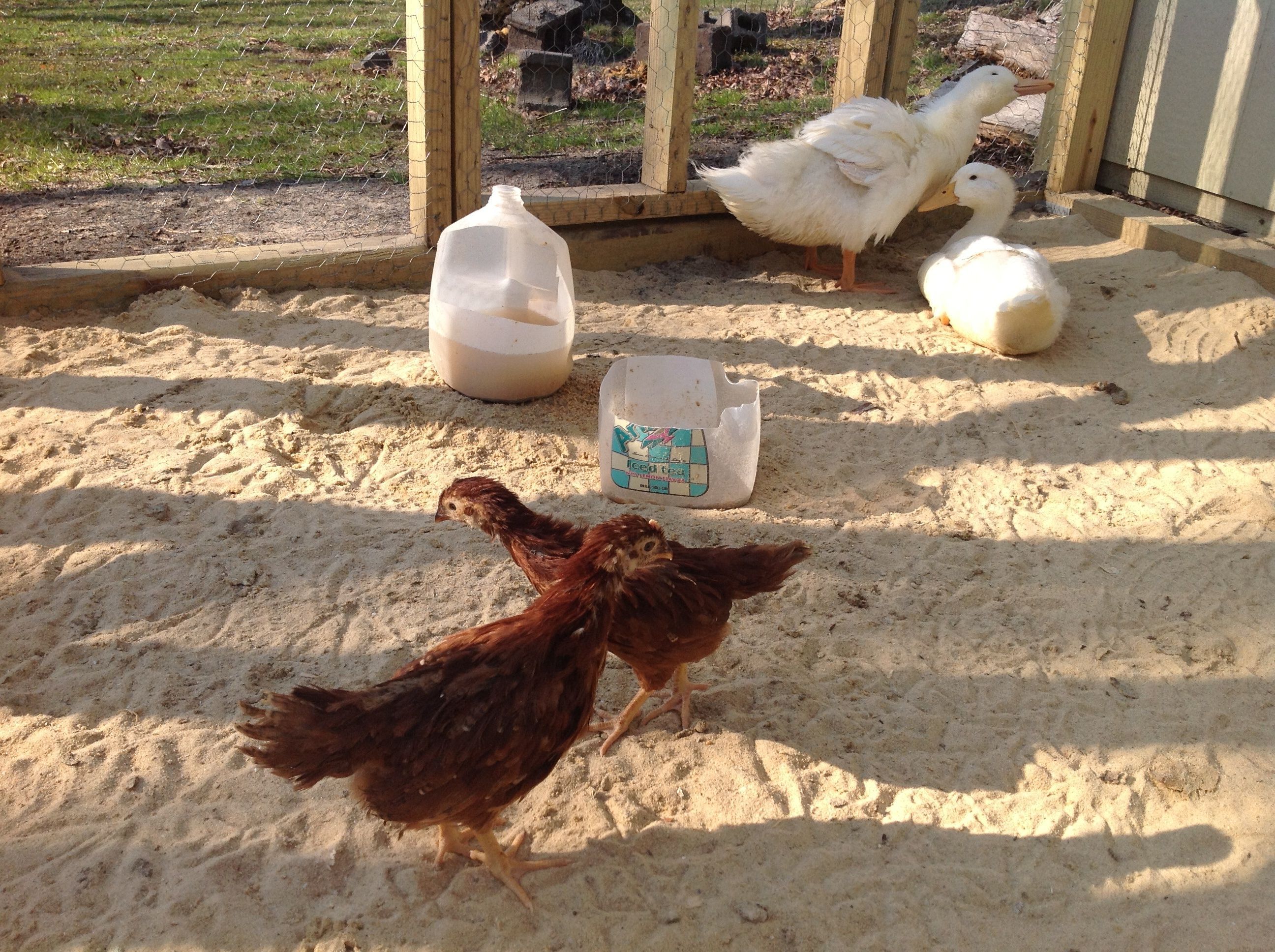 Ming Ming, Daisy and our 2 Rhode Island Reds... Cherry and Red Velvet