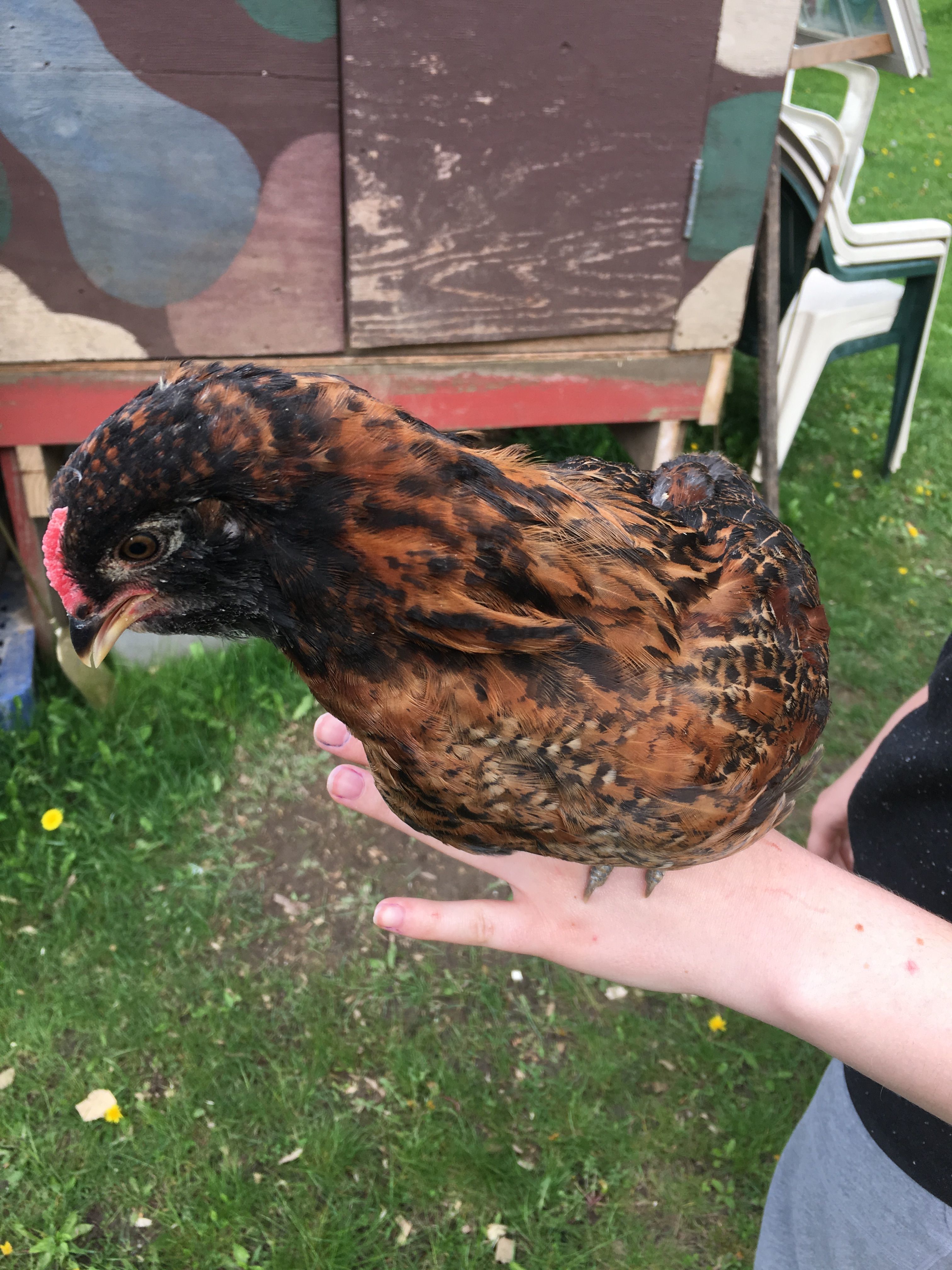 Ming Ming the Easter Egger