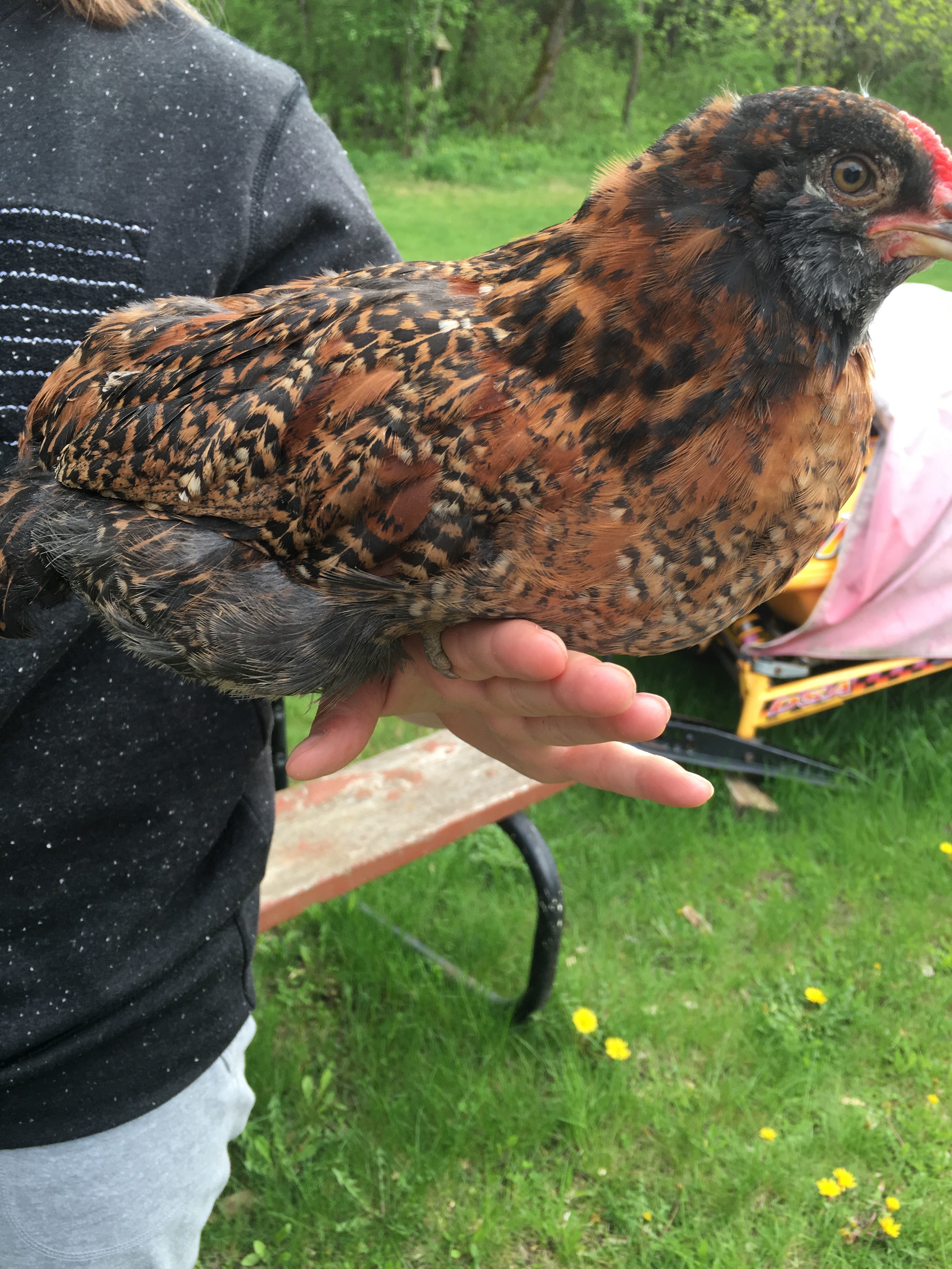 Ming Ming the Easter Egger