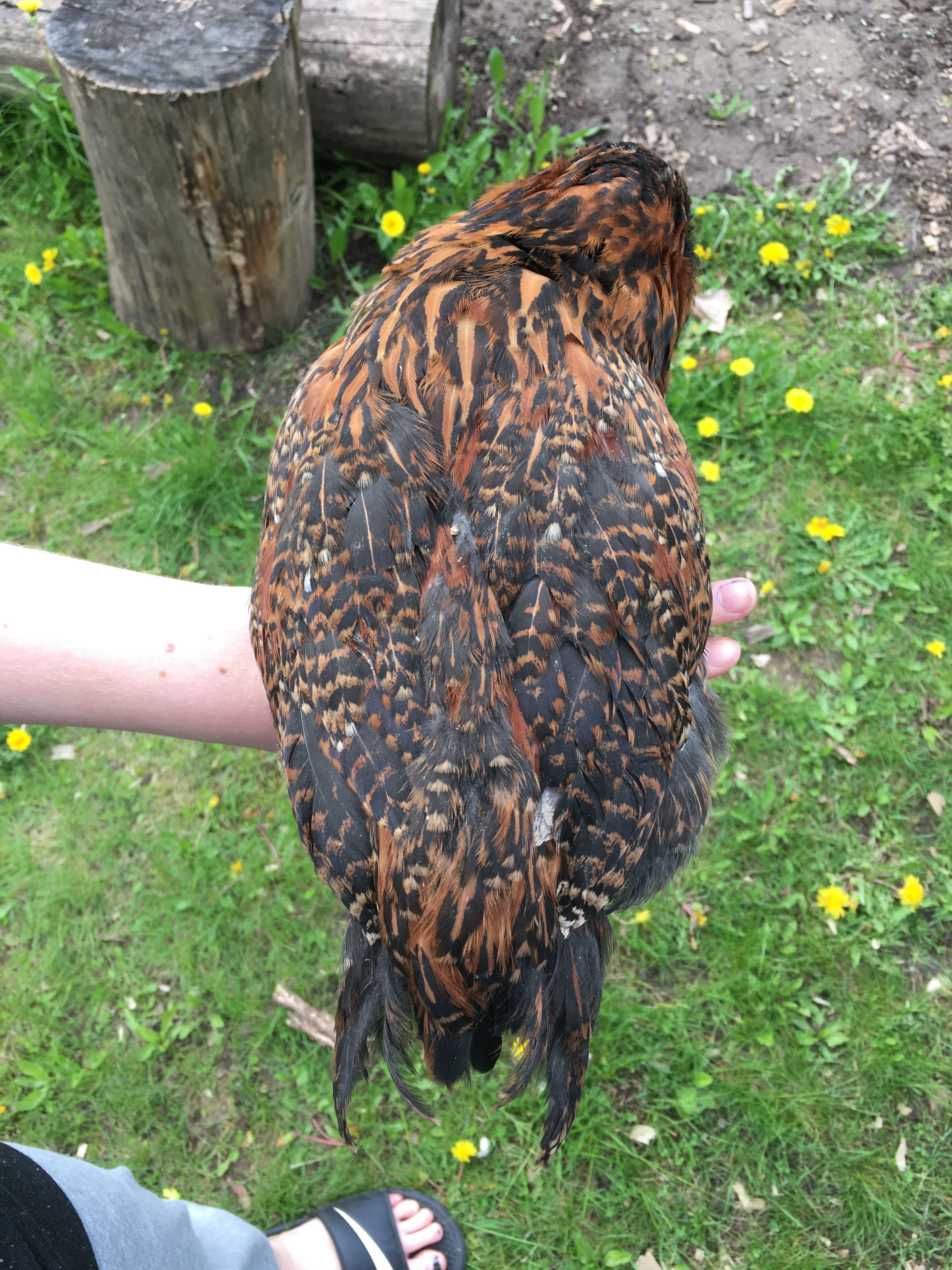 Ming Ming the Easter Egger