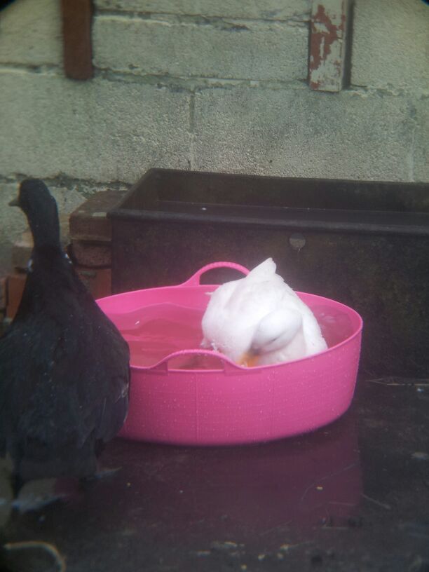 mini baths while the huge pond is being fixed up