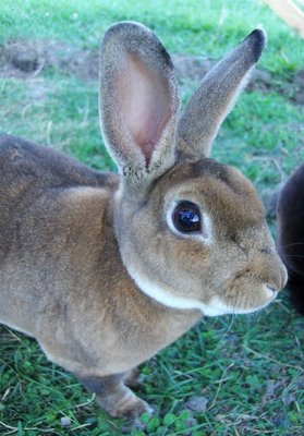 mini rex