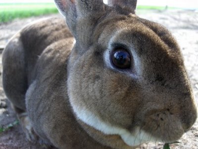 mini rex