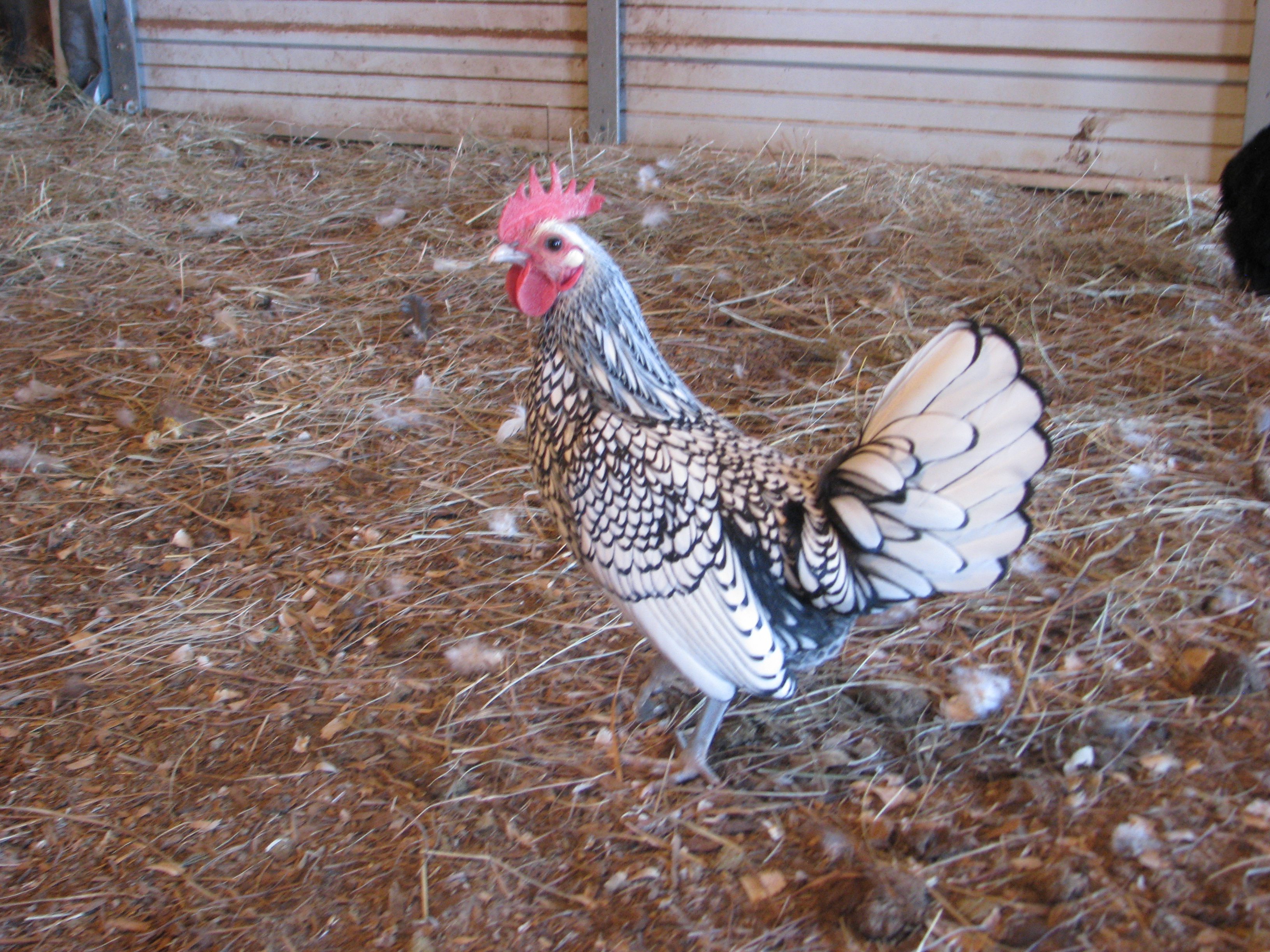 Mini Roo...also known as lightning. Sebright Bantam