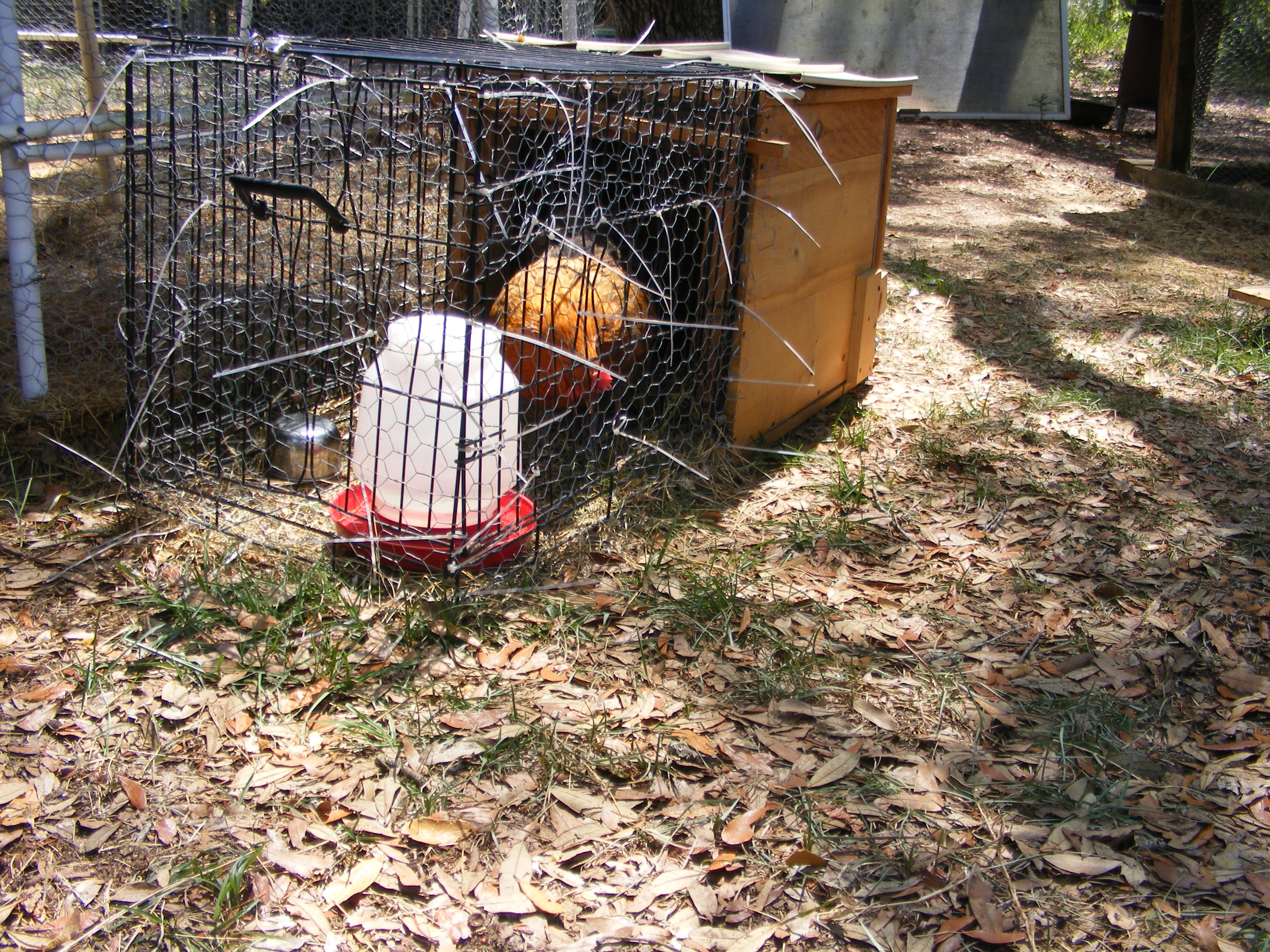 Mini tractor made from a medium dog Kennel, Recycled white pine shelving with wheels so it can be easily raised and moved. Currently our injured red hen is recovering in this