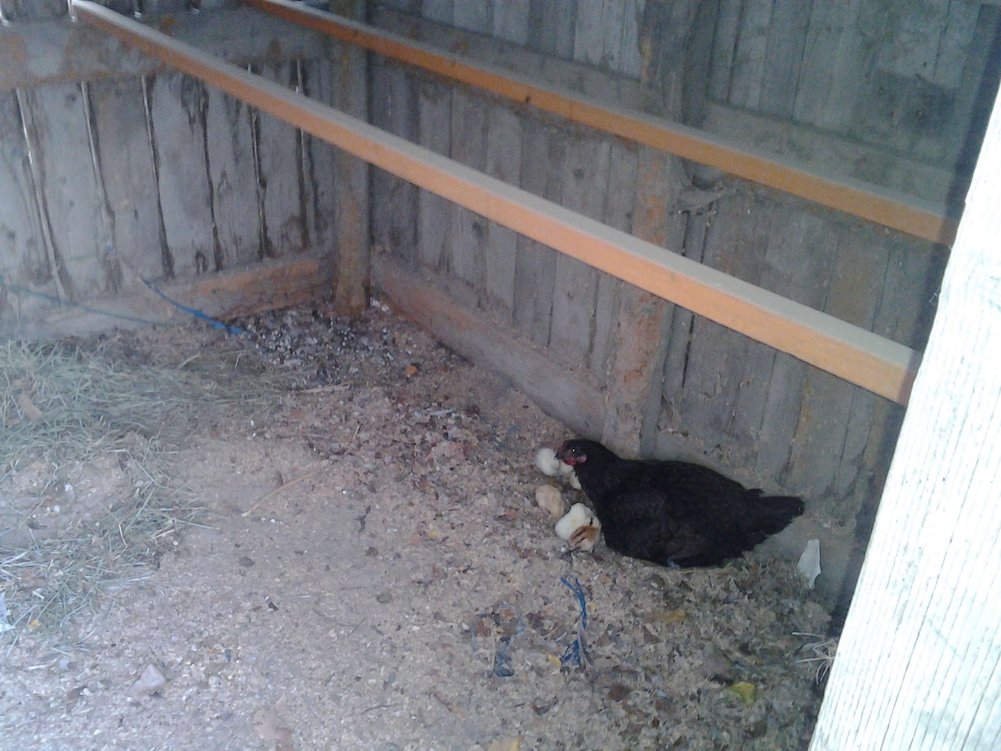 Minie with her chick batch born October 2012. This hen was found sitting on over 40 eggs!!!! My hens liked to hide their nests. We didnt have our coop built yet. A dozen babies hatched out of the 40 eggs.  We found her behind our dog's kennel in the weeds and moved her to the shed and locked her in.