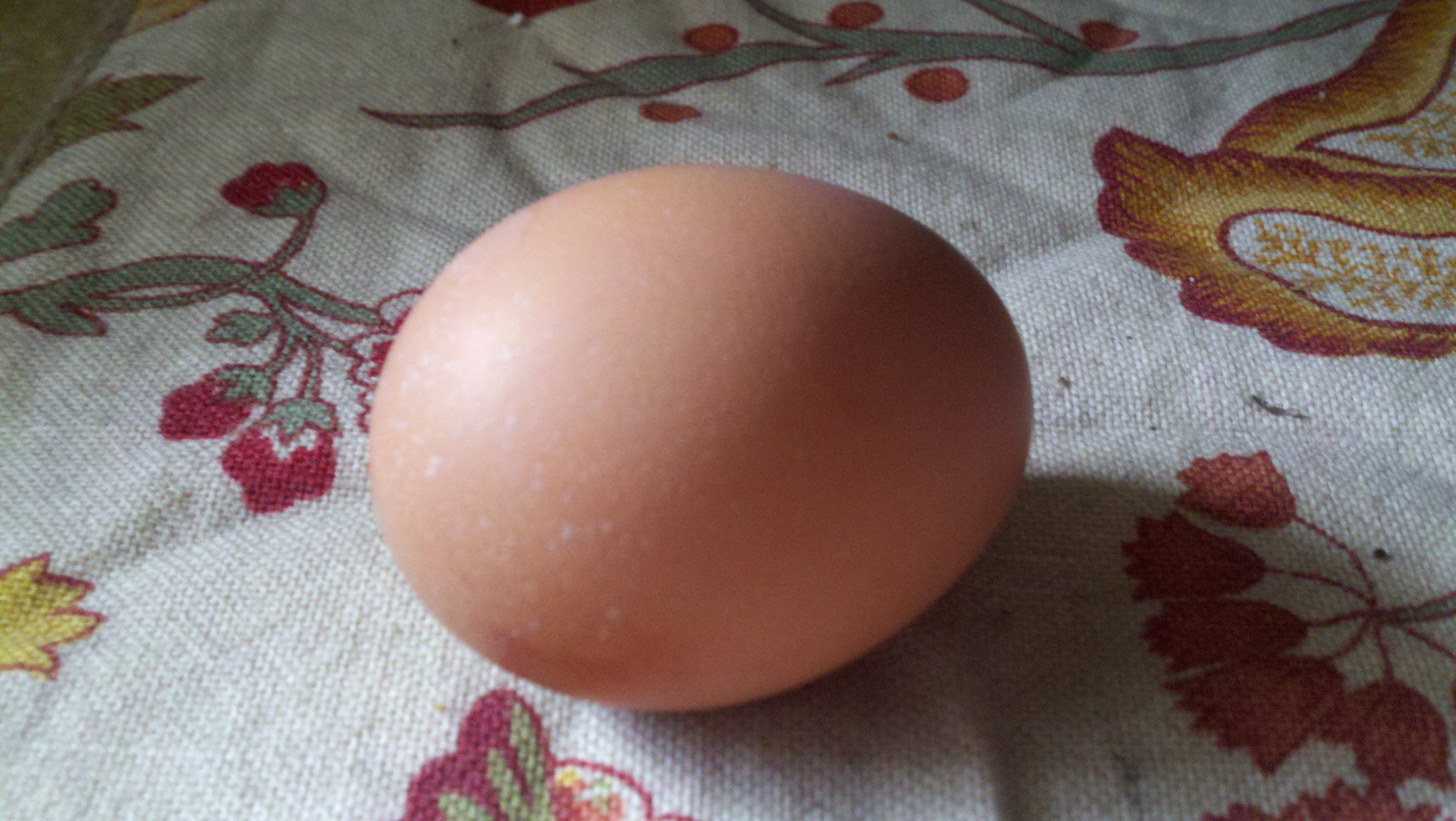 Minik's first egg!