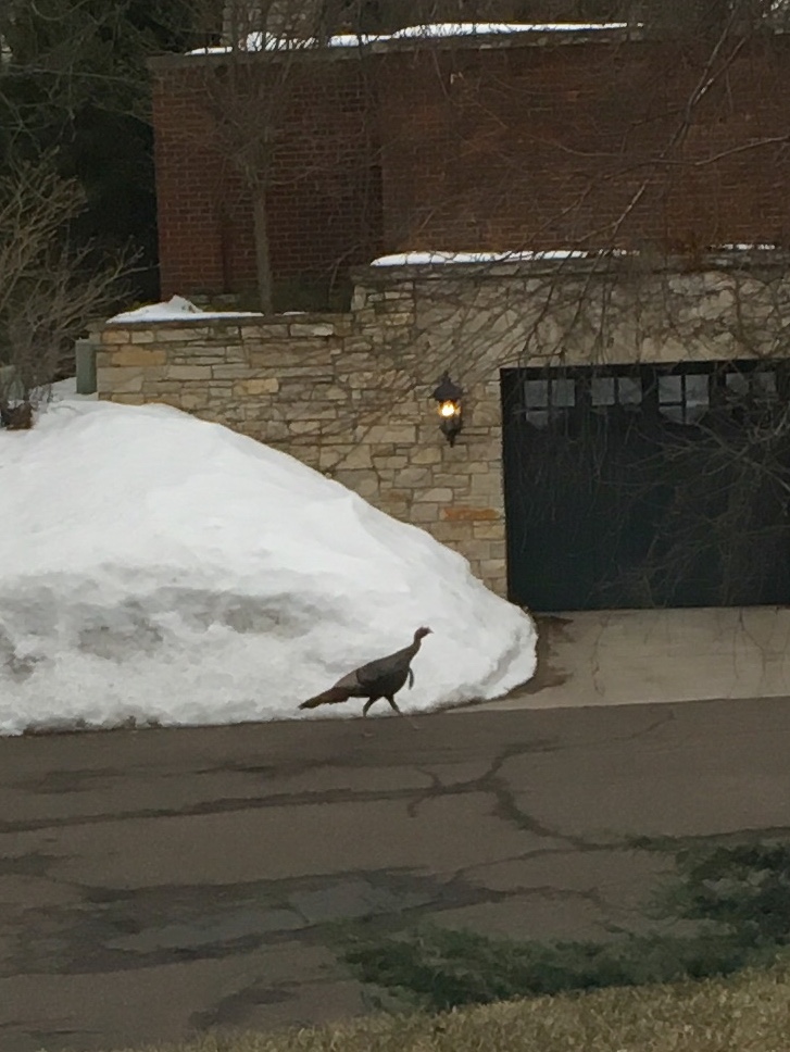 Minnesota Wild Turkey