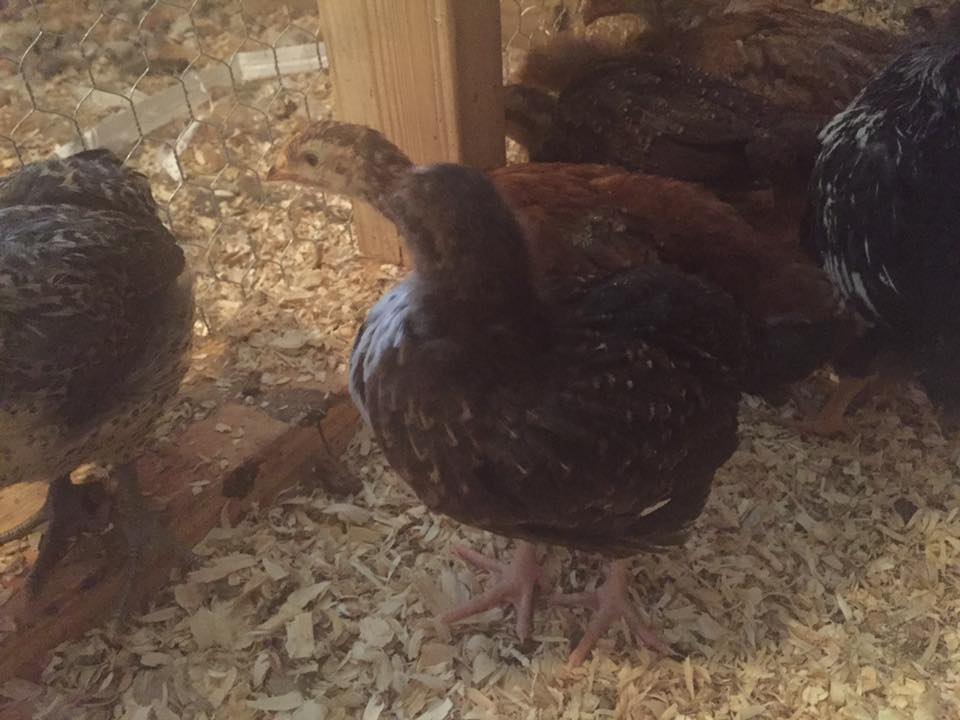 Minnie (Speckled Sussex) - 4 weeks