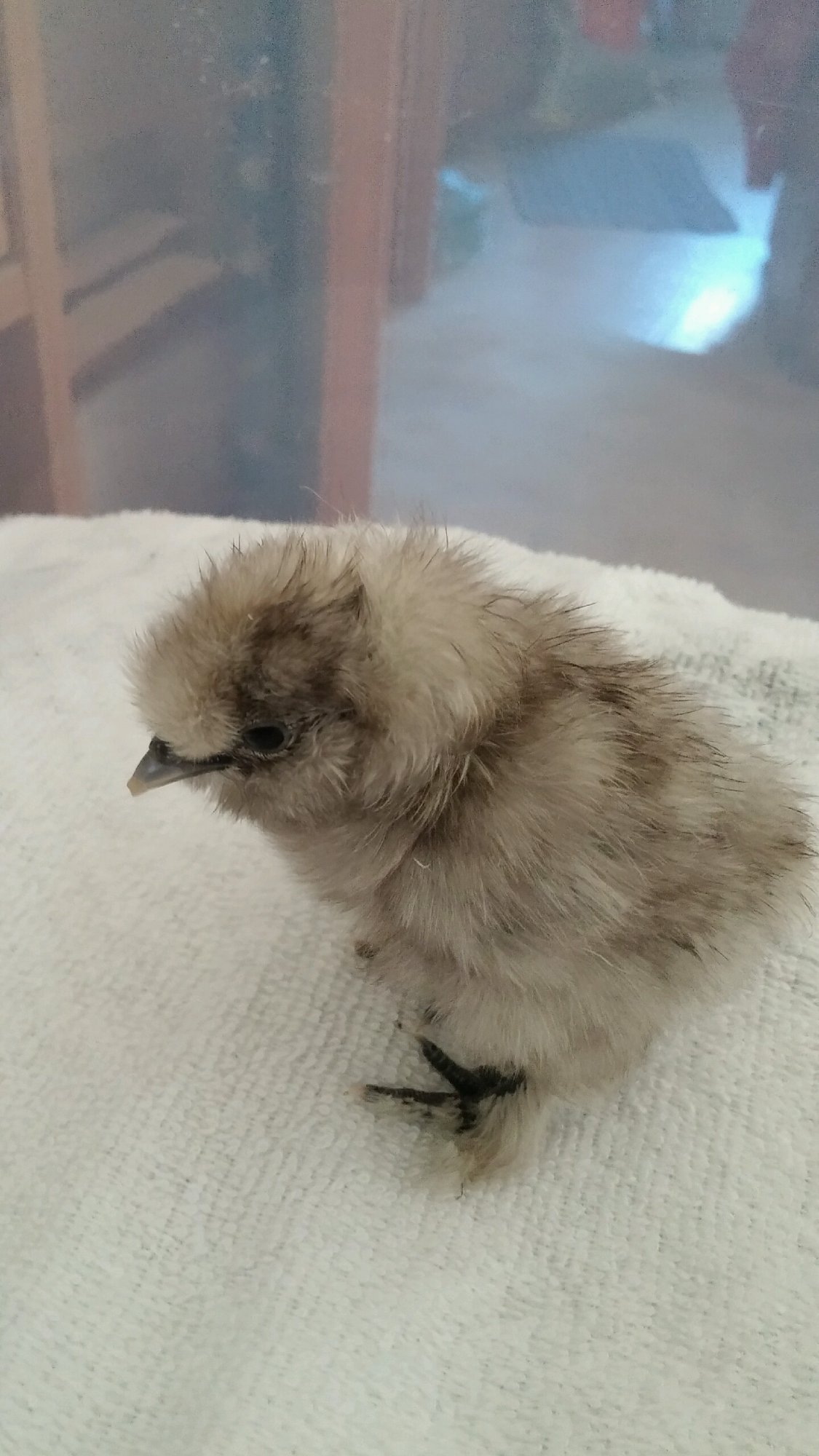 Miracle Assisted Hatch