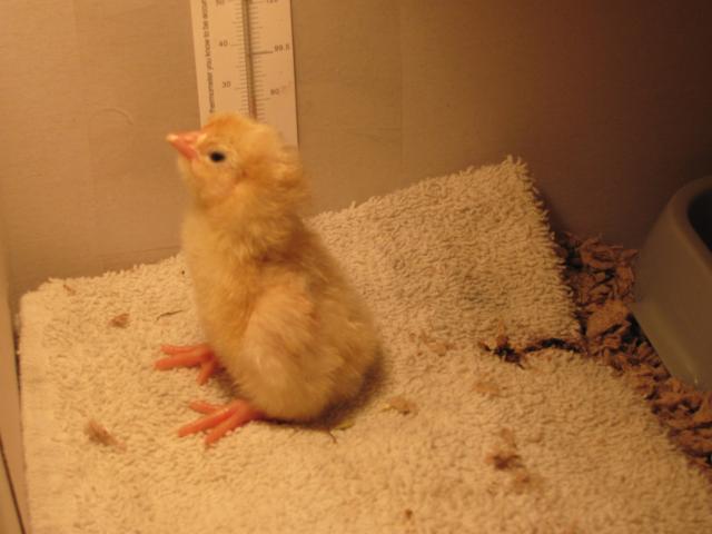 Miracle Chick,

The only chick to survive our first hatch where everything that could go wrong did.  In April 2010, I bought a dozen Buff Orphington eggs from Tammy with Majestic Farm (she has such gorgeous birds and I've always wanted some buff orph hens).  Everything that could go wrong with a hatch did with that one, completely with a 10 hr lost of power due to spring storms on hatch day.  Only one buff baby made it, but unfortunately our Miracle chick only made it about 3 days.
