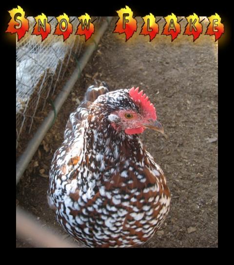 Miracle hen snowFlake