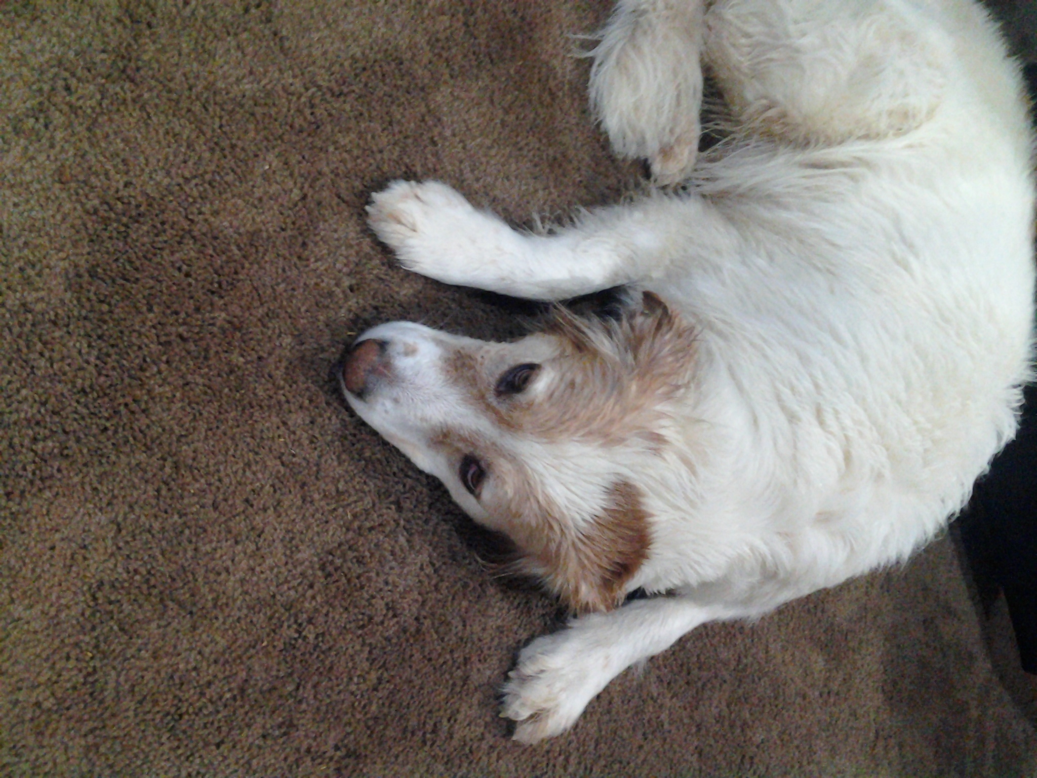 Miracle, my pointer/setter mix girl, after a bath.