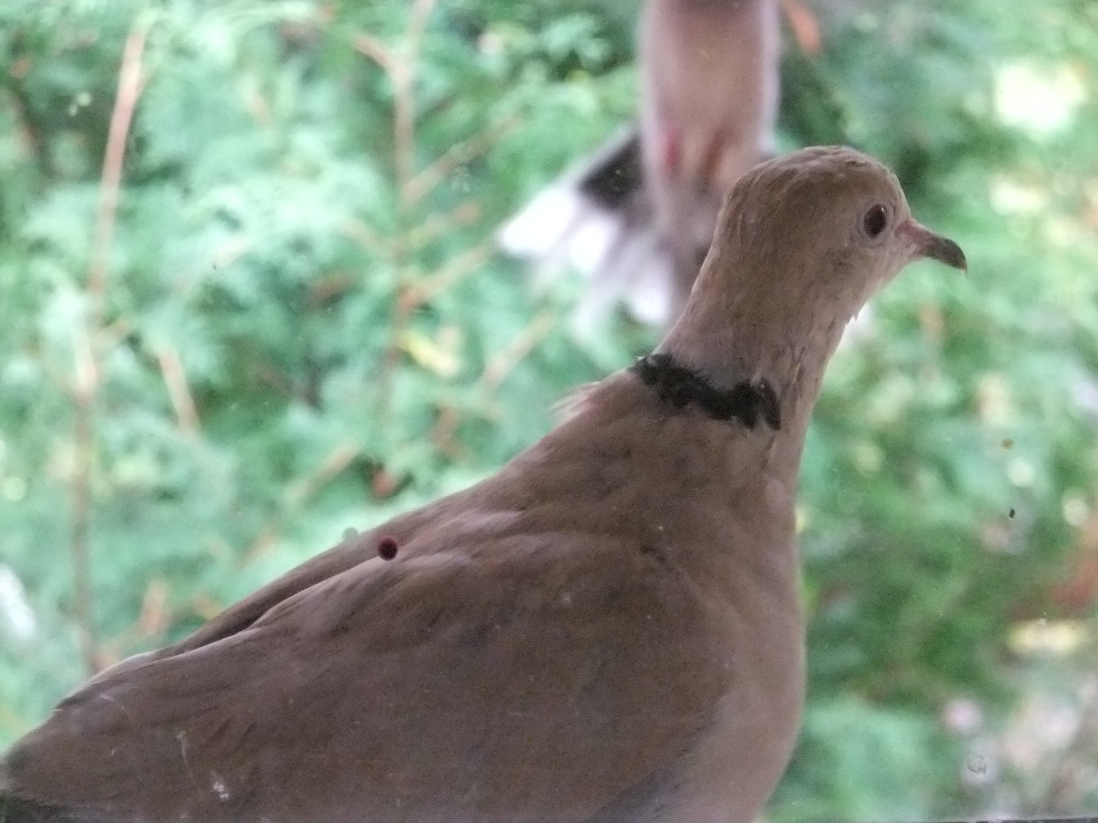 Miri-Female Ring-necked Dove