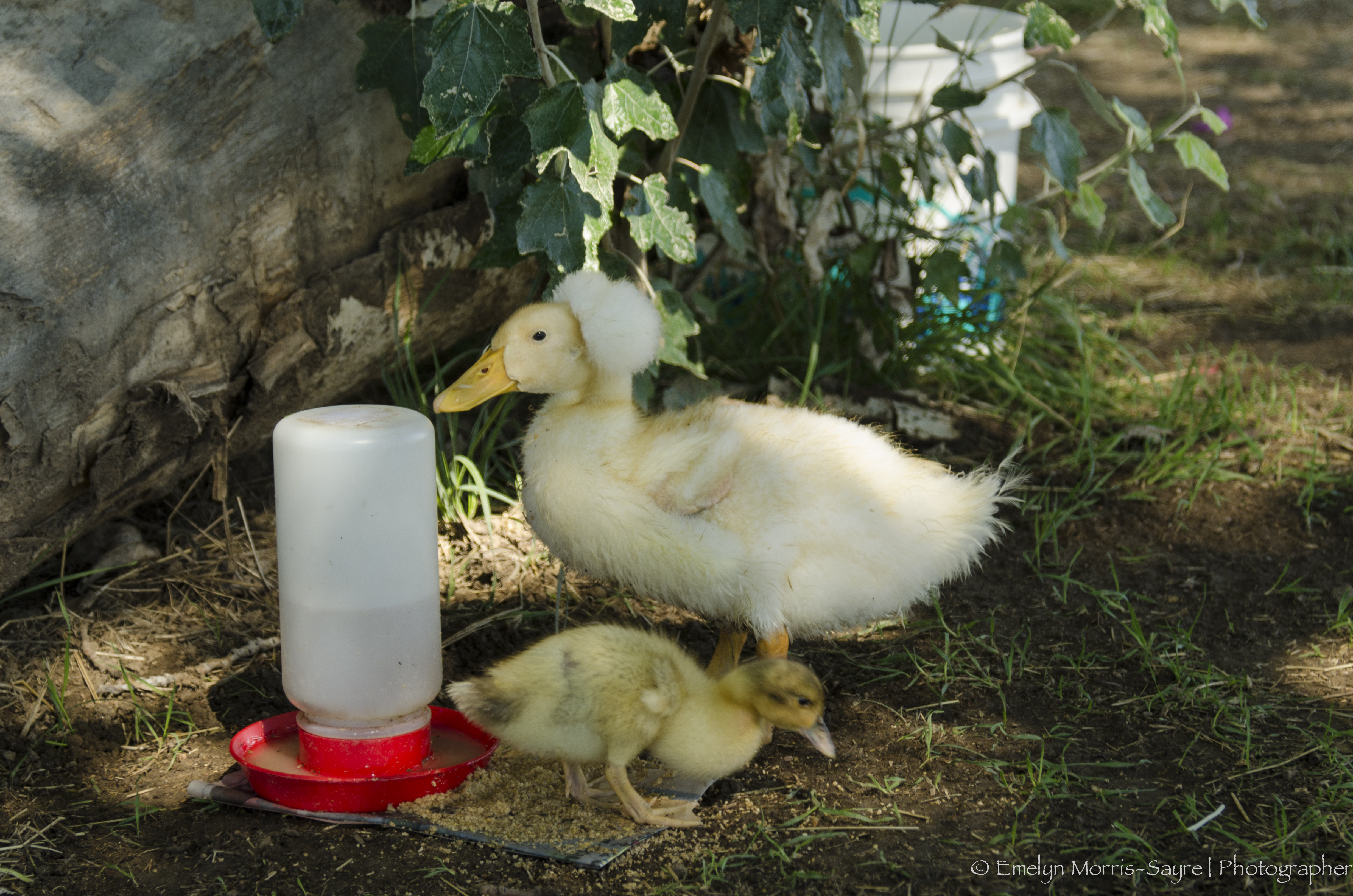 Miro and Daisy. Daisy was only 5 days old, if that. Kept warm in the trunk as an egg, in August.