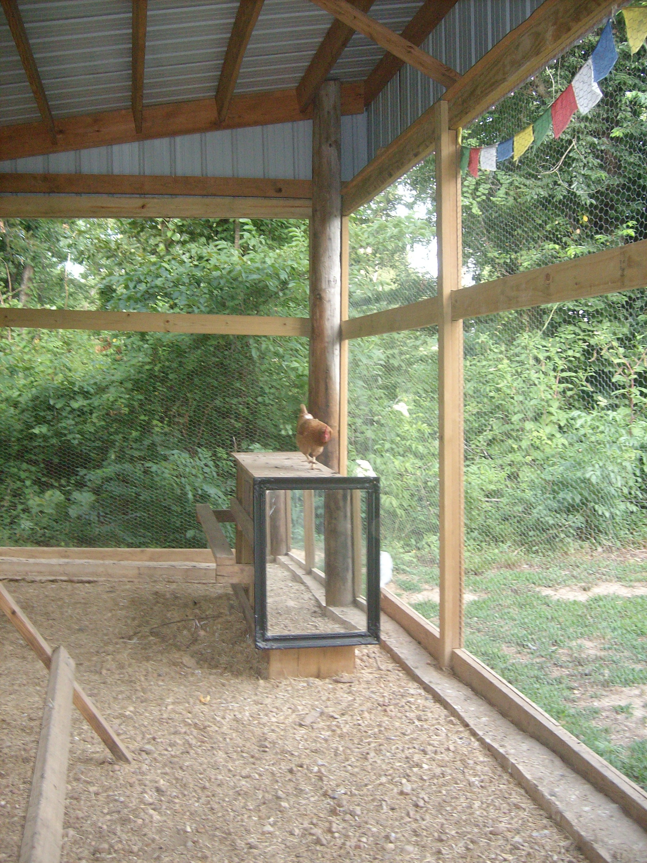 Mirror in the living area, mounted to the side of the nest boxes.