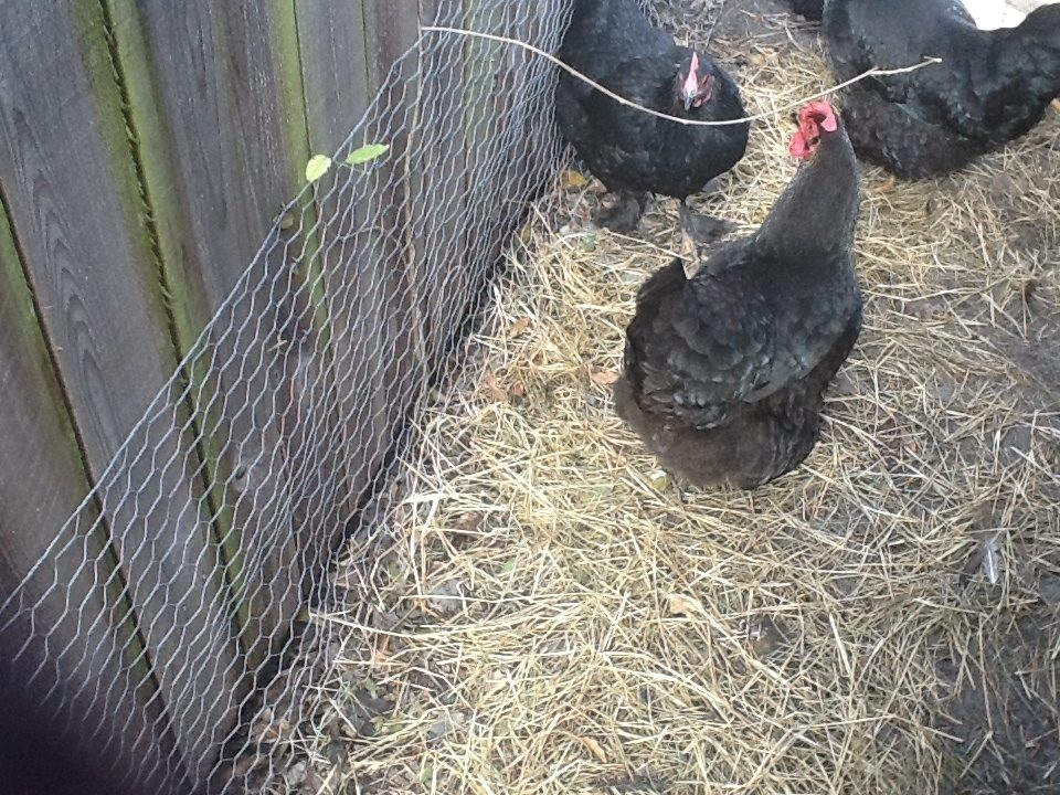 Misc austalorps I think