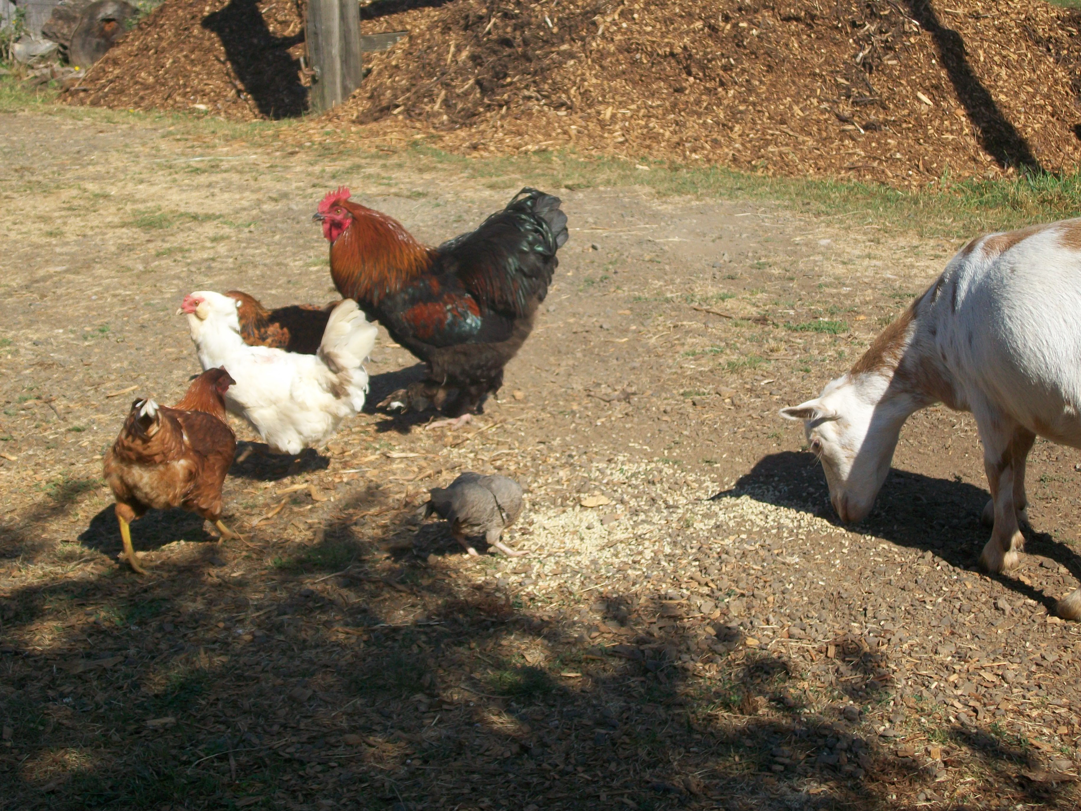 miscallaneous Chickens