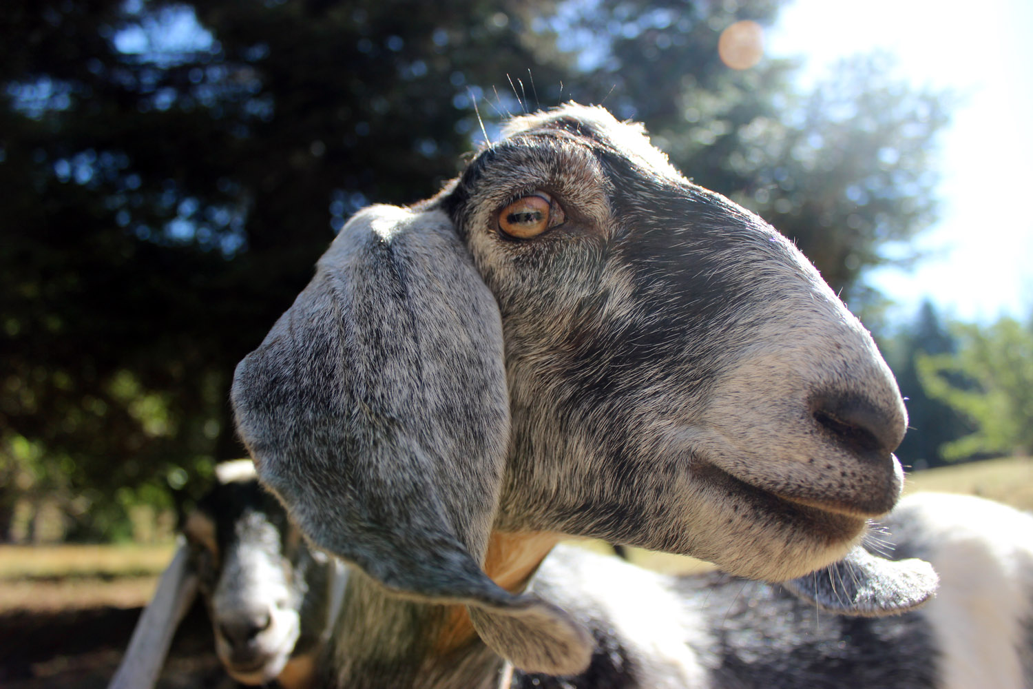 Mischief the Nubian Goat.