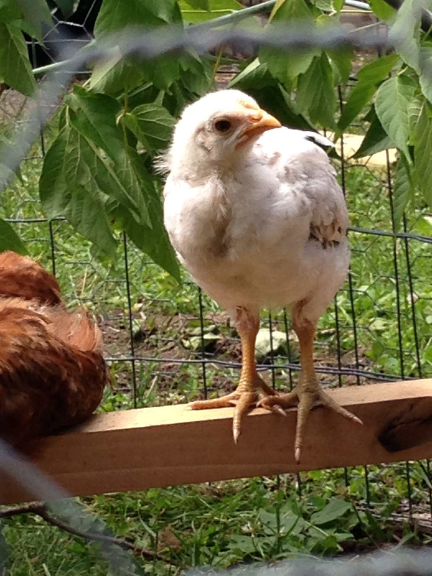 Miso another Marans... gender questionable.