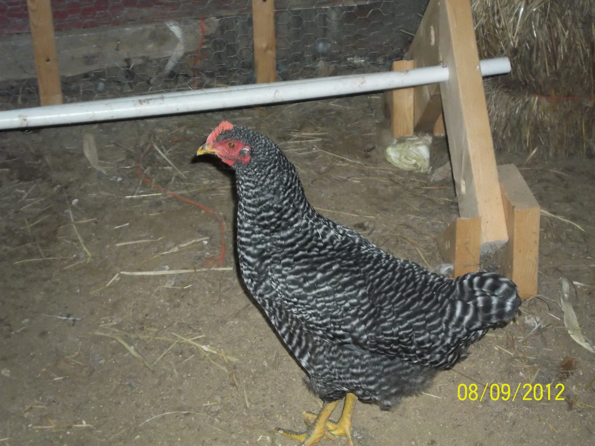 Miss Abilene, my Barred Rock hen