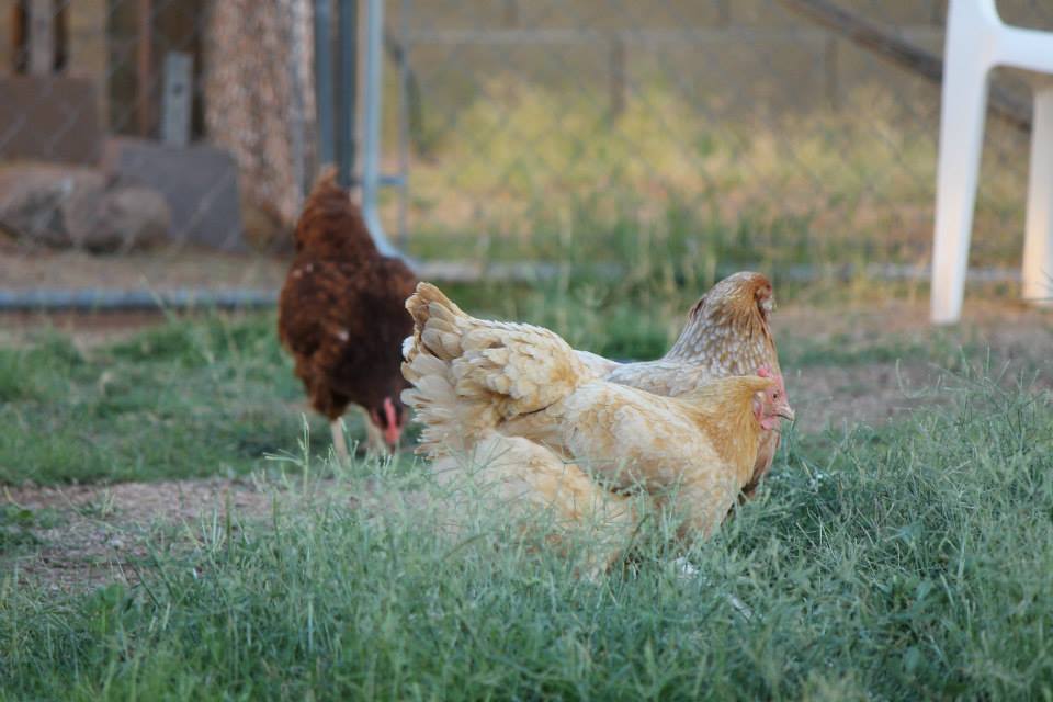 Miss Banana enjoying some free ranging. They love this time of the day.