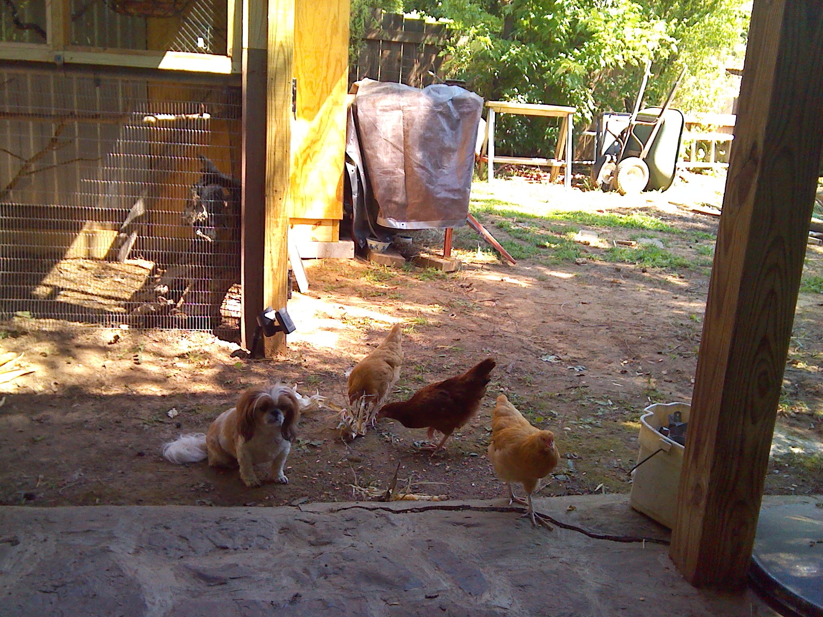 miss bella and her flock