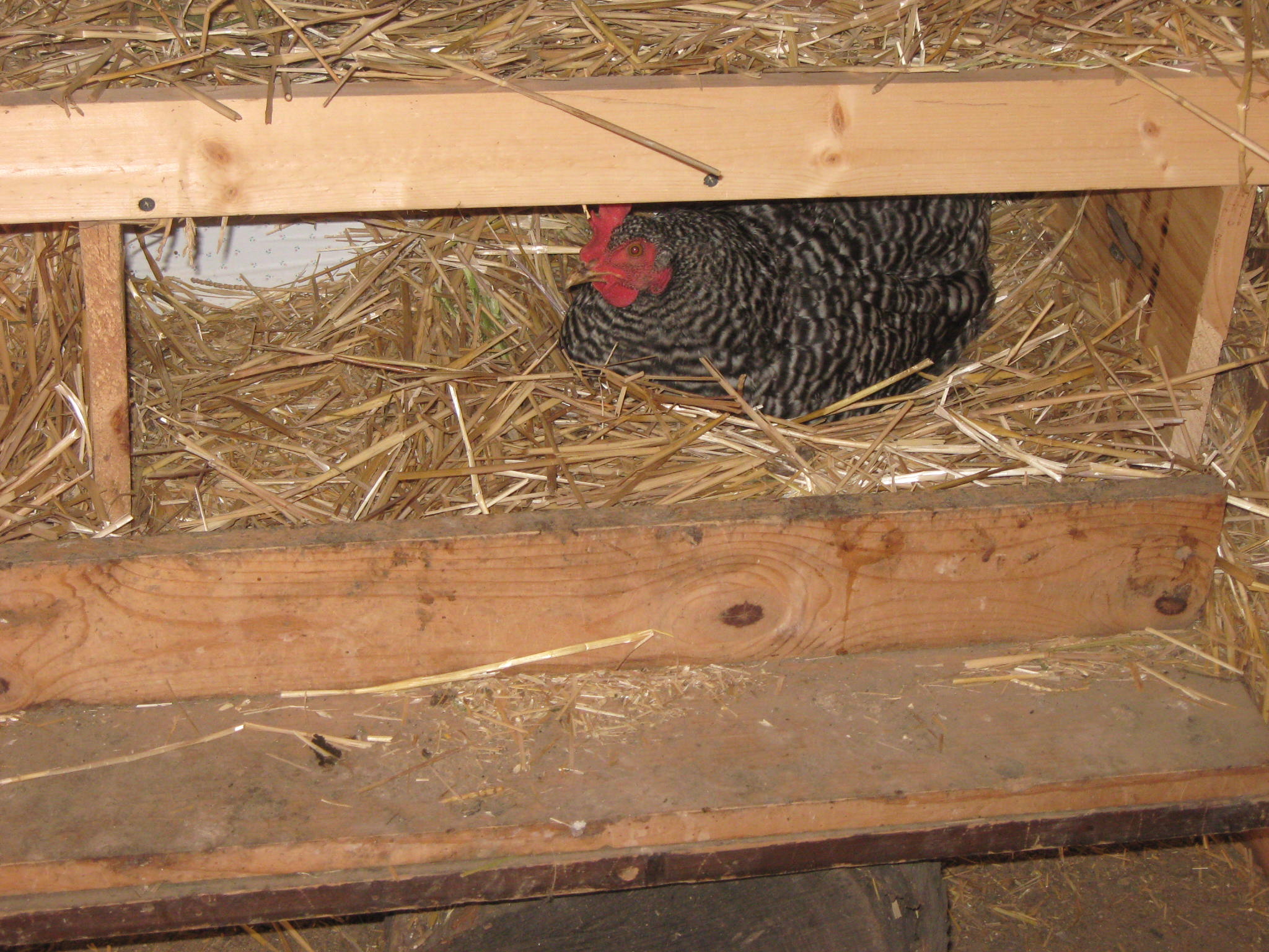 Miss Bessie shes the first one to lay every day.