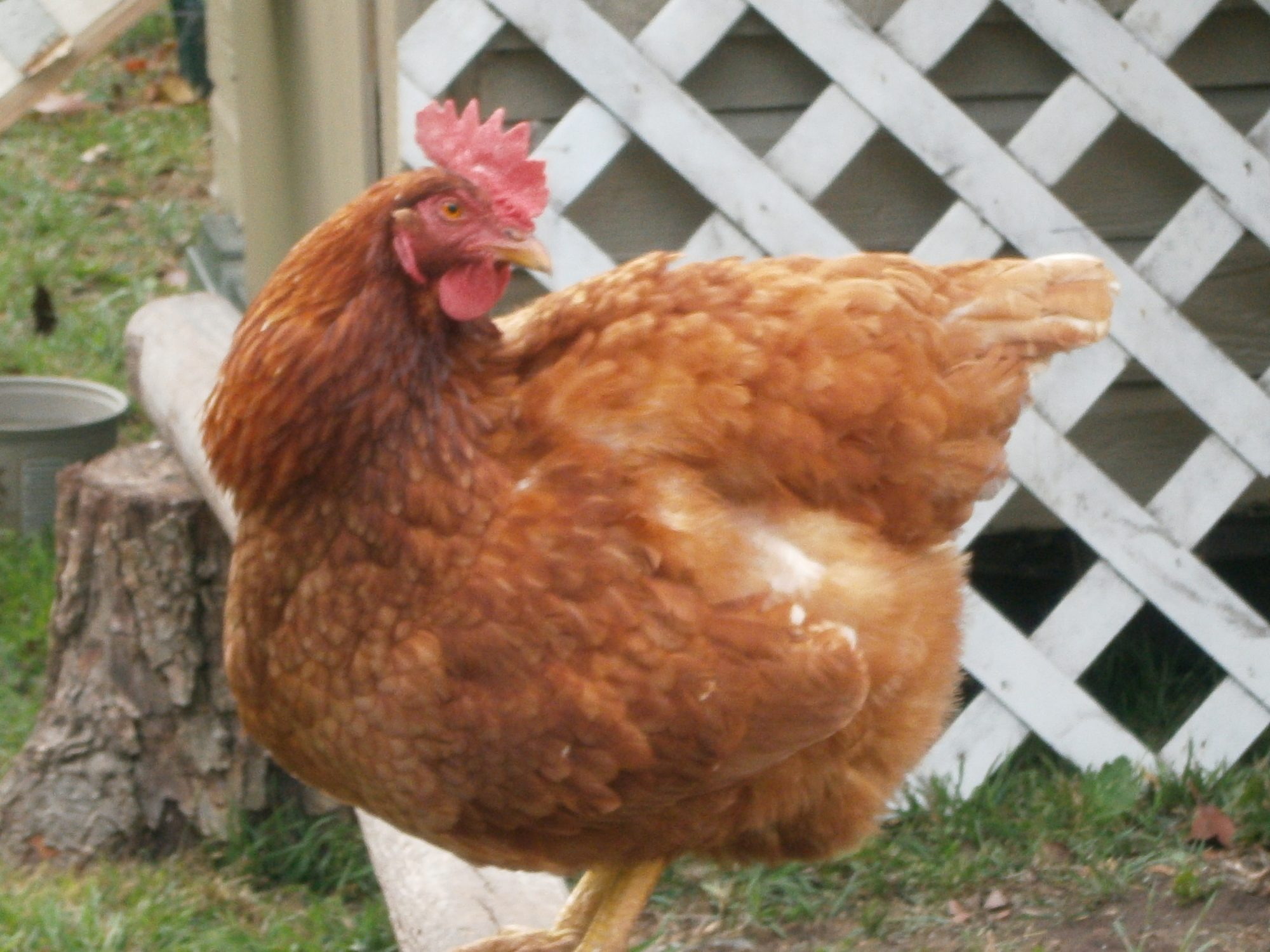 Miss Betty-Boo...Also adopted her May 1st, 2012. She is pretty friendly, will eat out of our hands, but won't let us hold her...yet. I am working on that trust issue her and Zeus have...