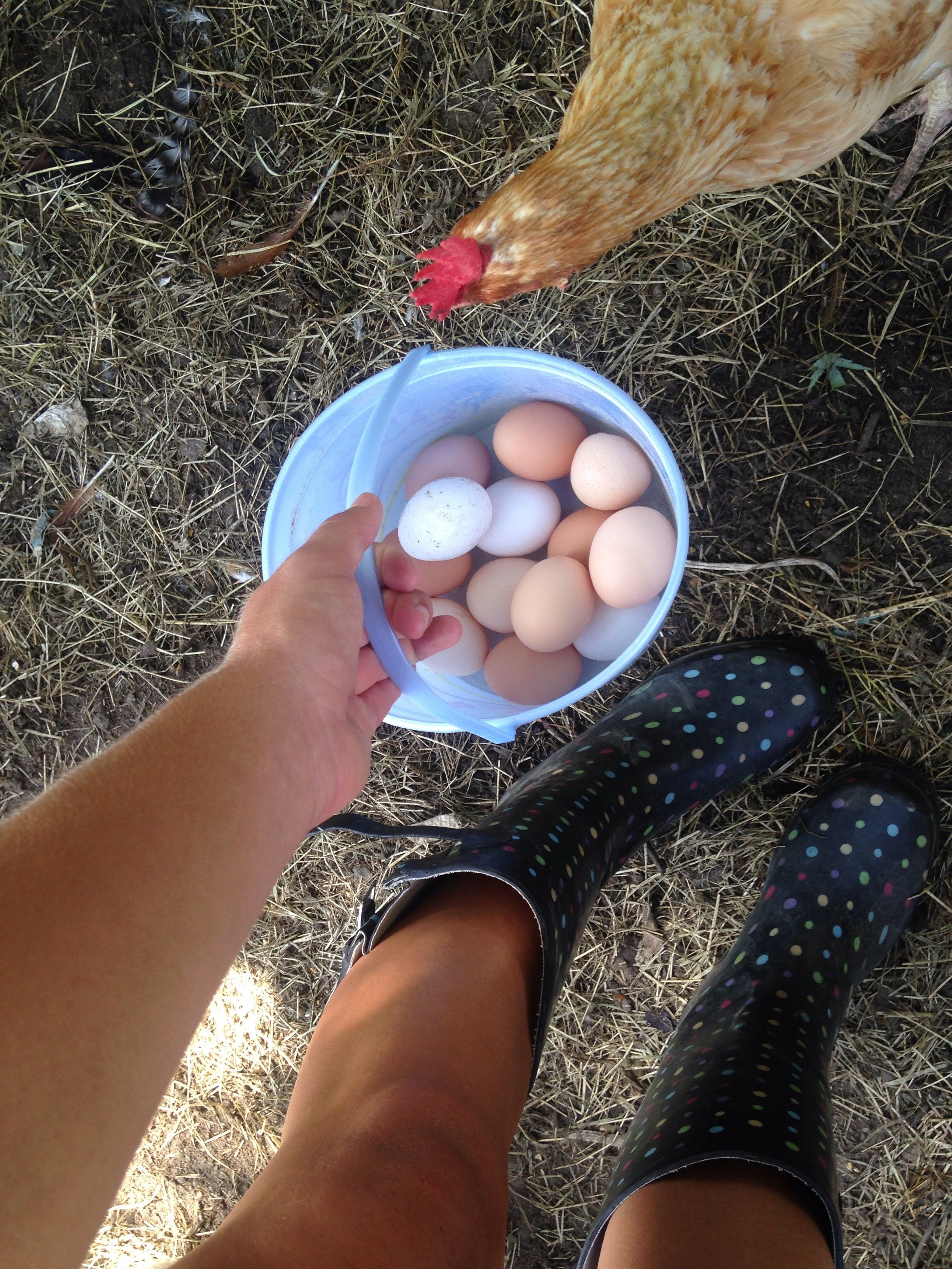 Miss Blondie wondering where all the eggs are goin!