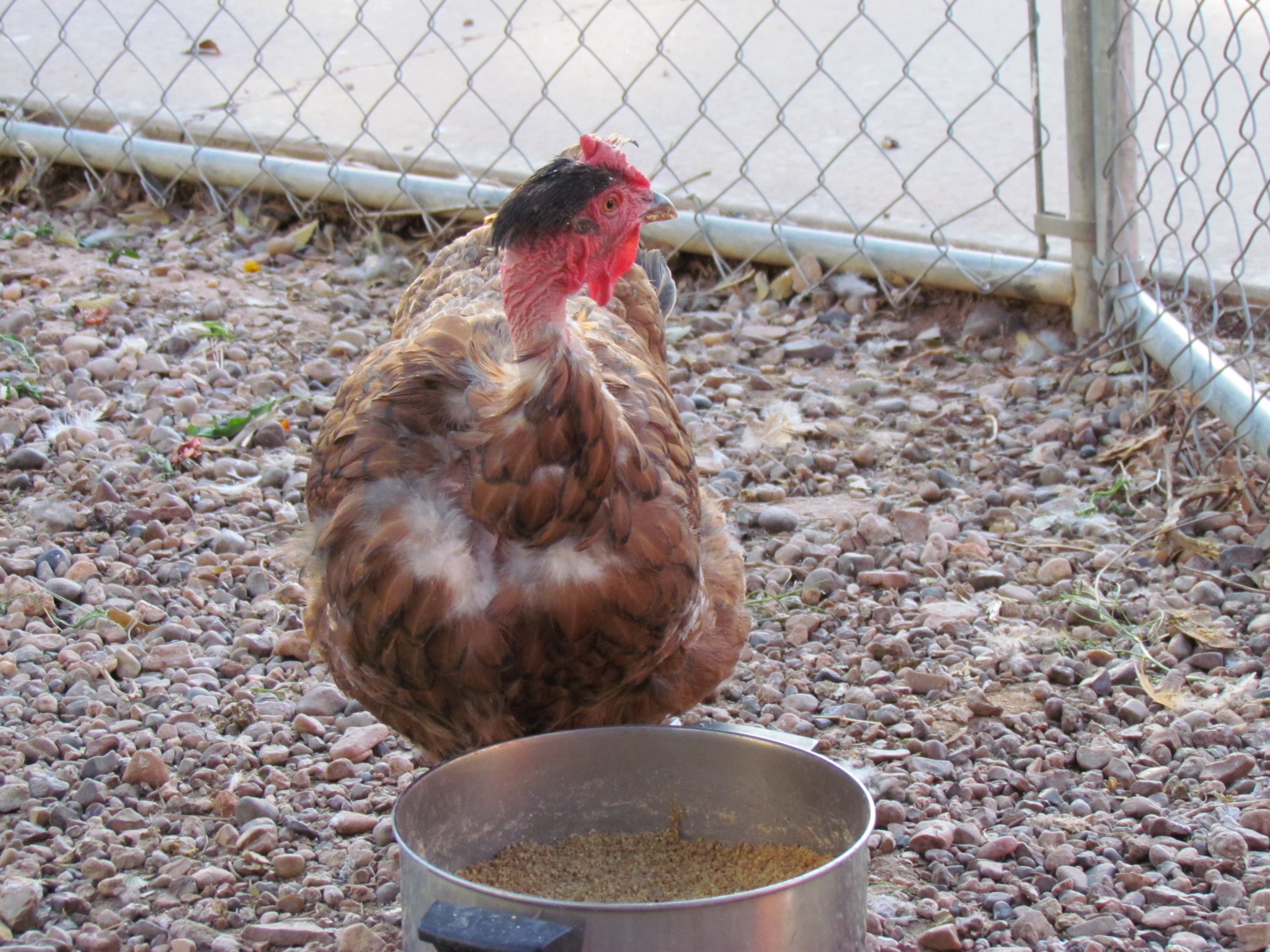 Miss BLR NN alone with FF