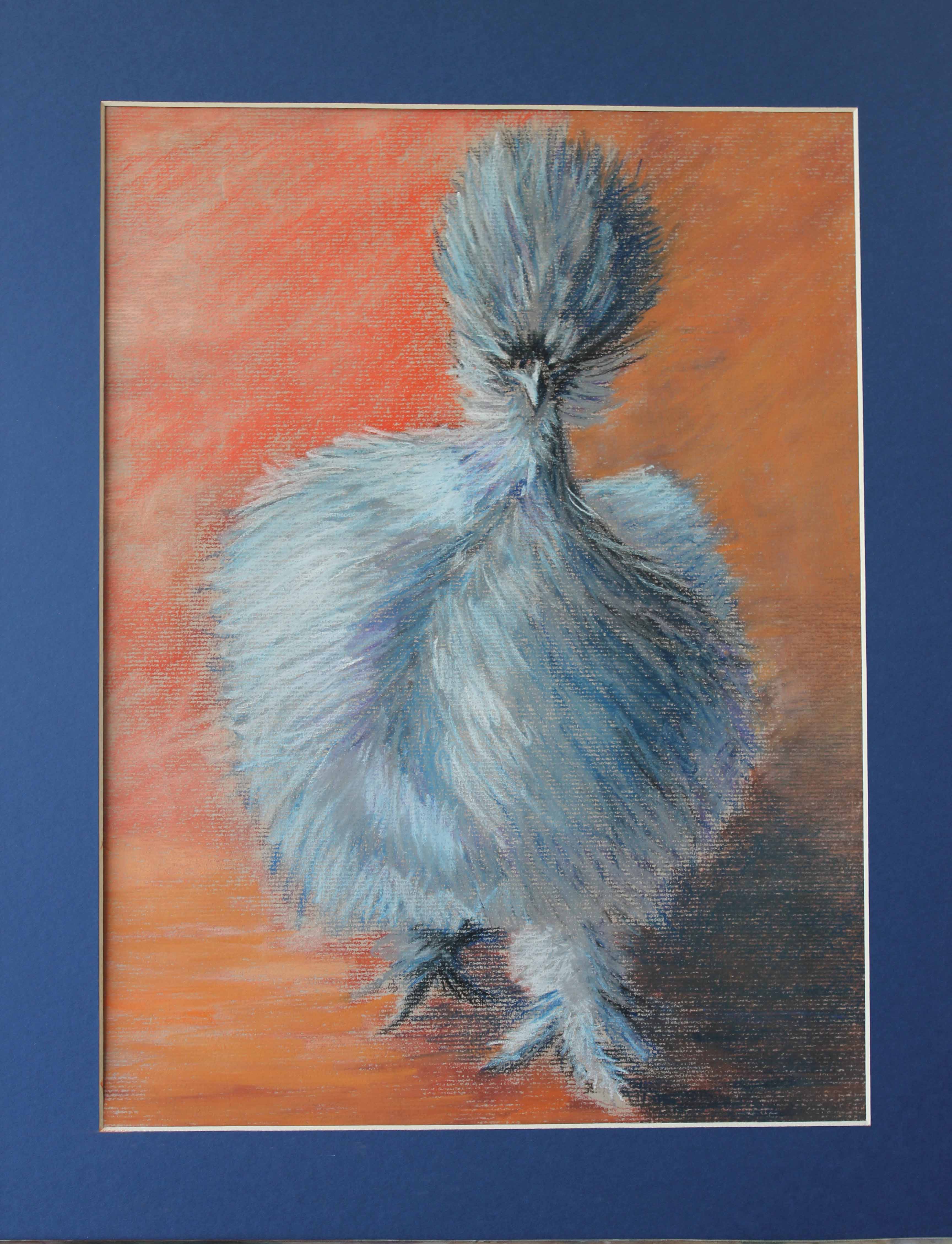Miss Blue- silkie chick at 7 weeks