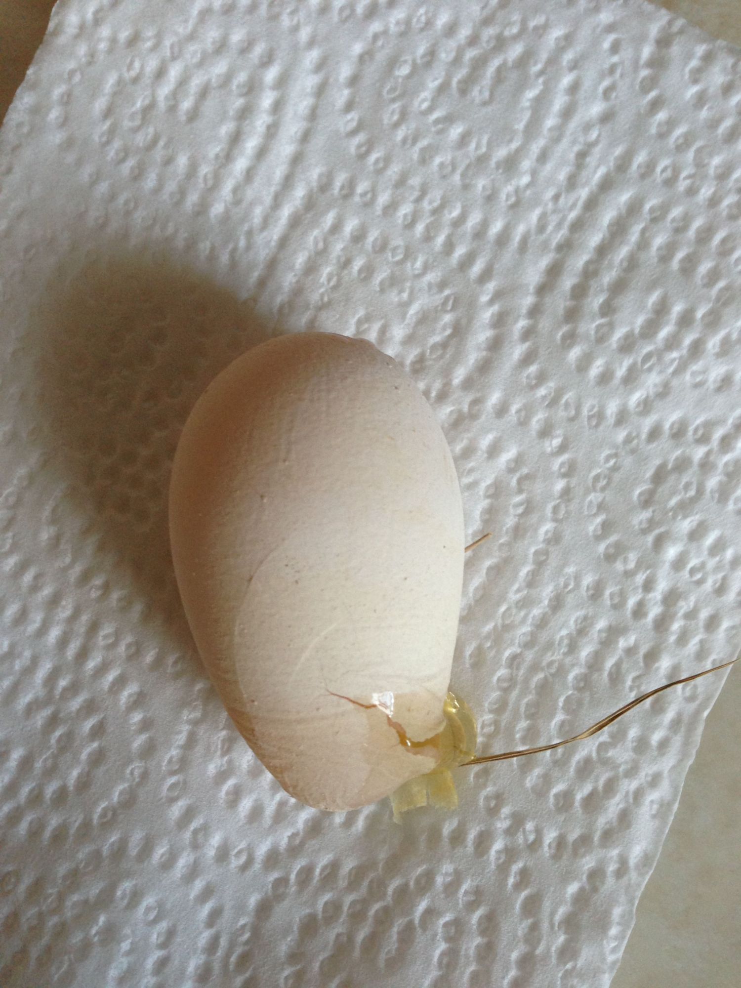Miss Blue's First egg! laid today-4/07/13