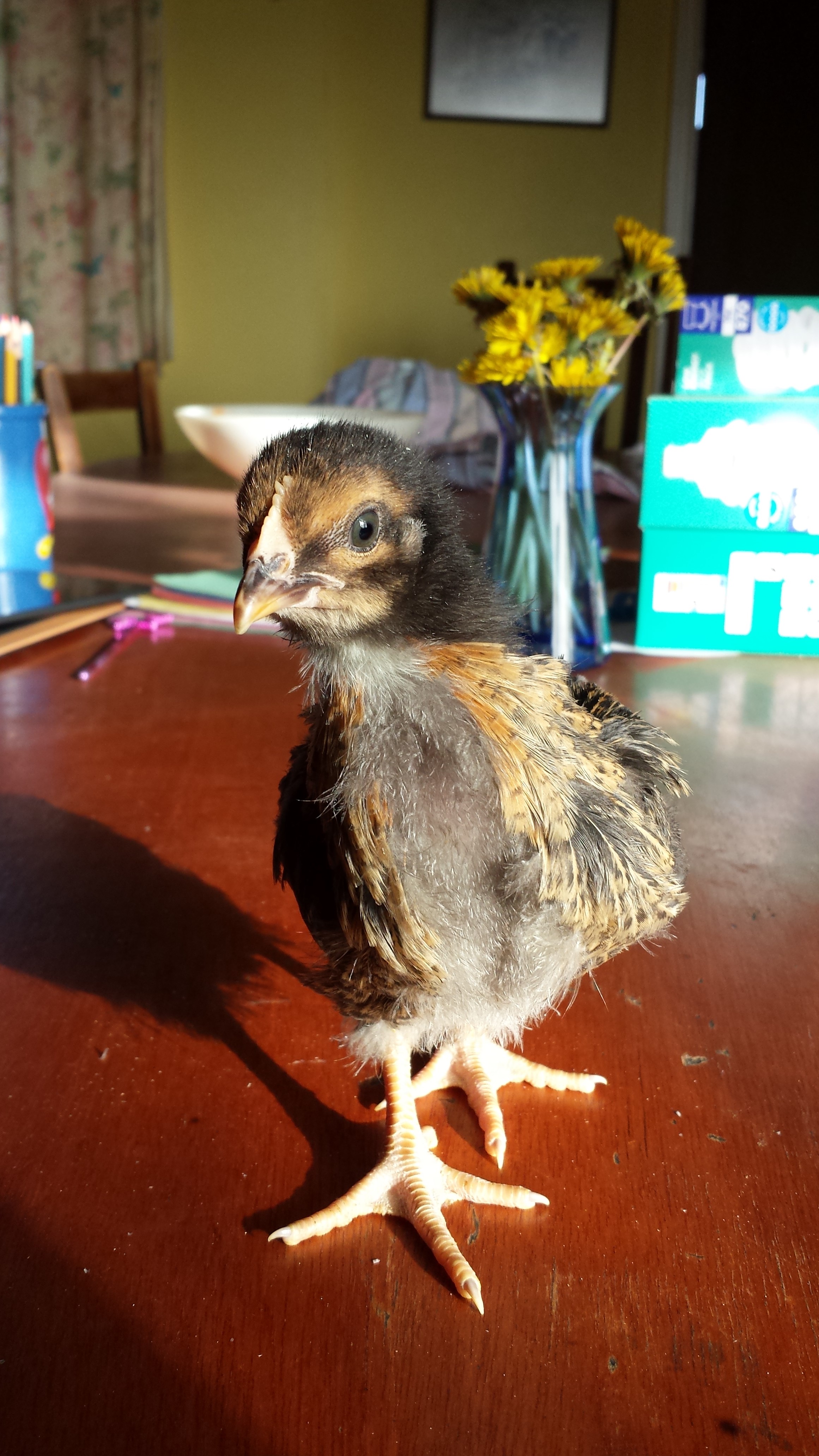 Miss Curiosity at three weeks. Loved the camera!