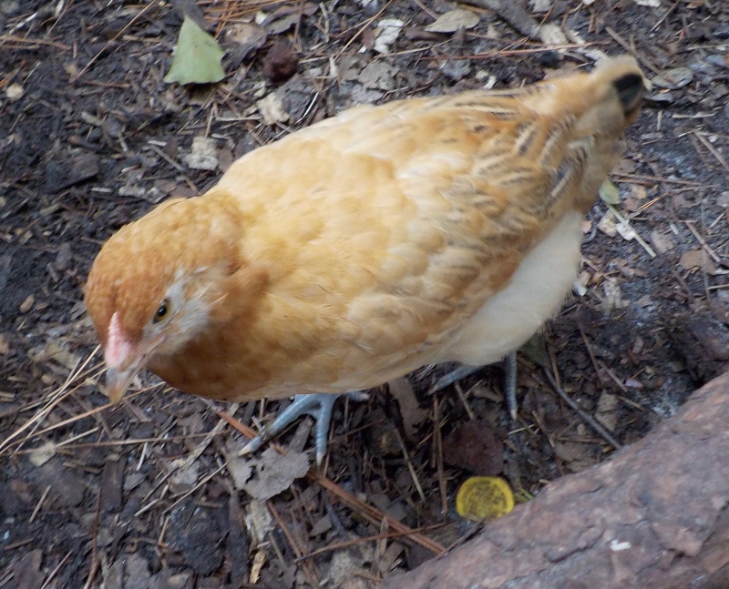 Miss Daisy, pretty little EE pullet